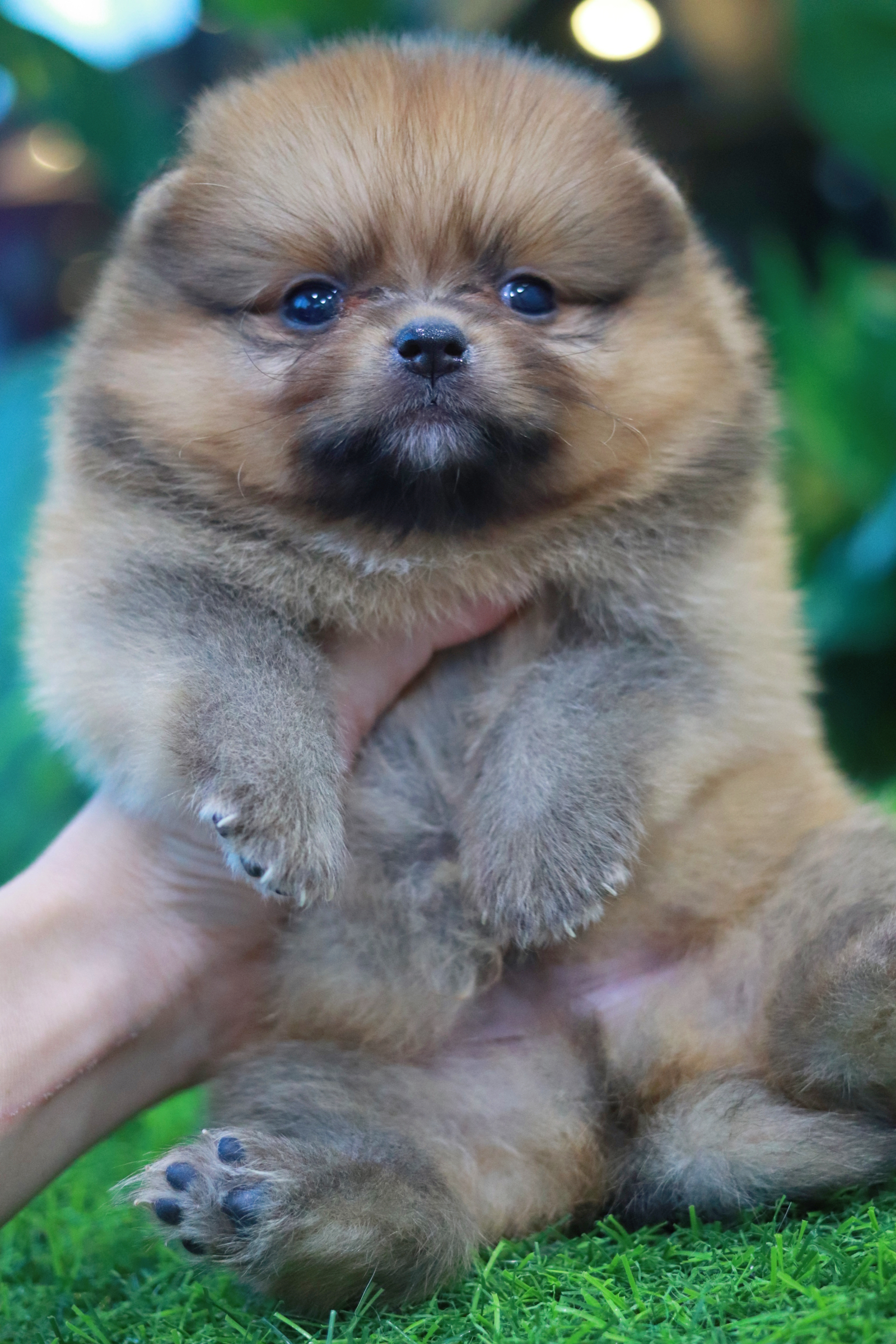 ปอมเมอเรเนียน เพศผู้สีส้มขนแน่น