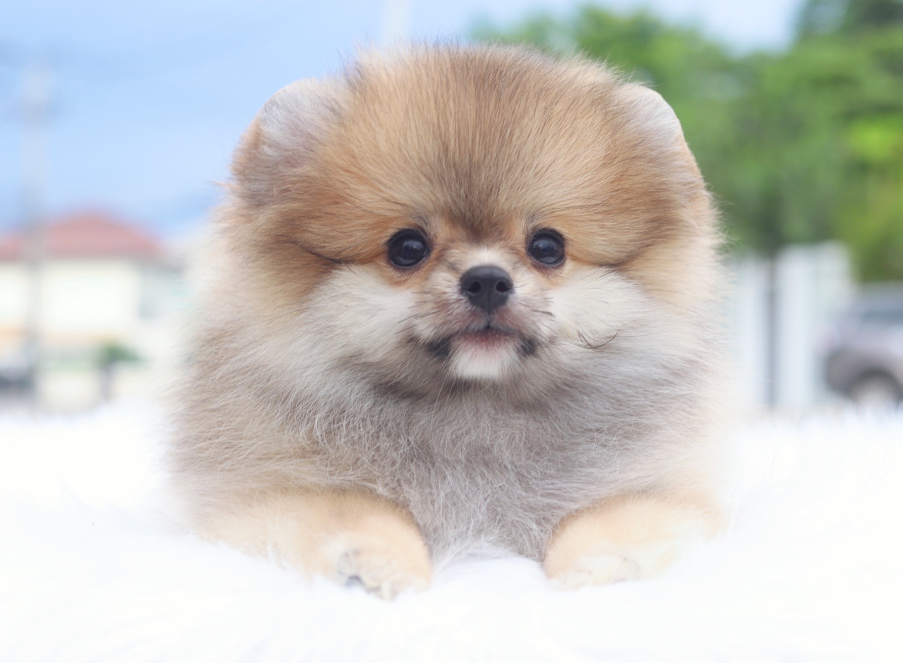 ปอมเมอเรเนียน เพศเมียสีส้ม