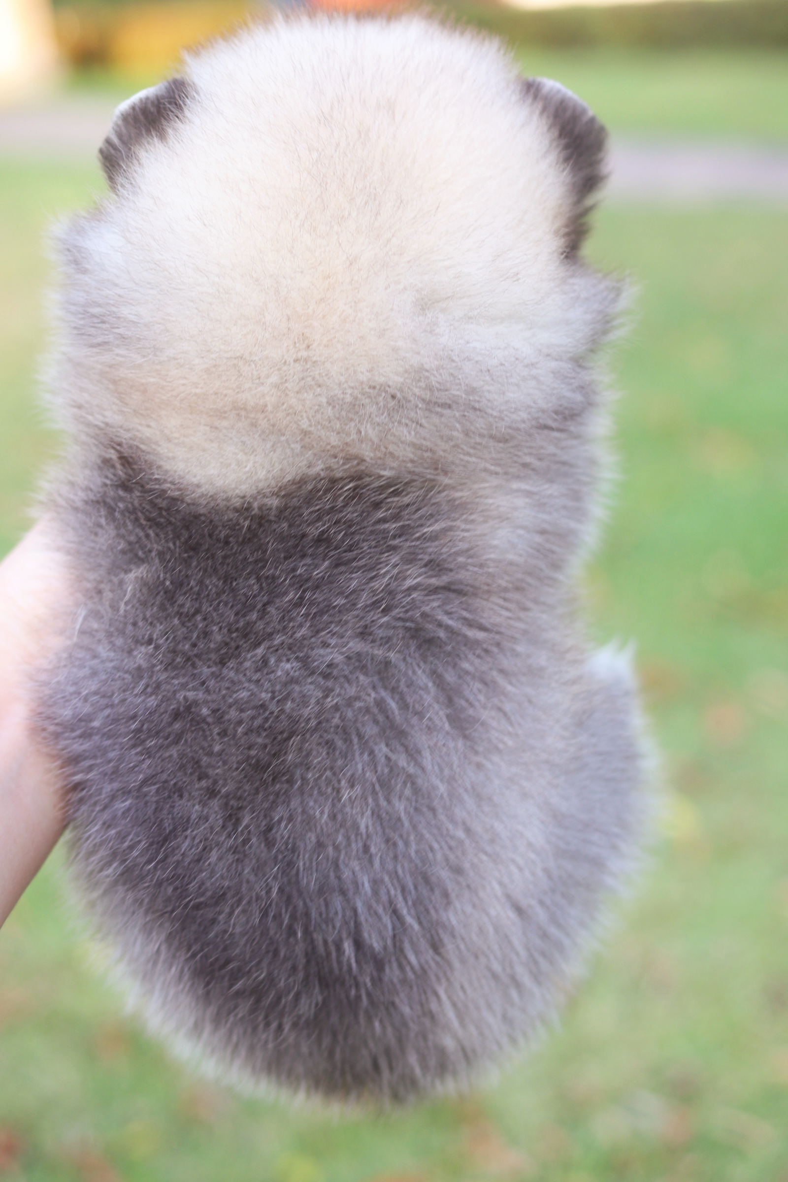 ปอมเมอเรเนียน เพศผู้สีส้ม