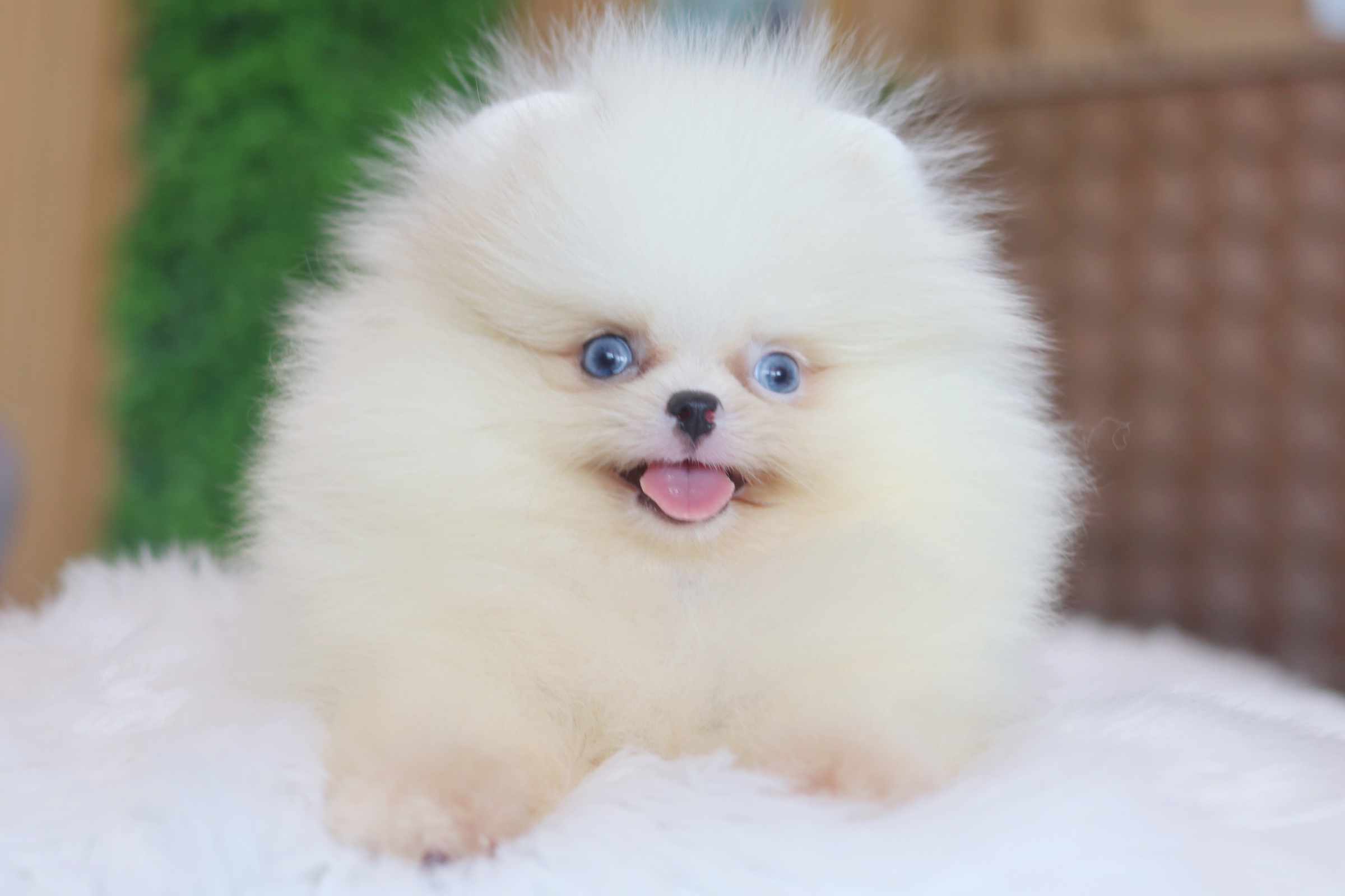 ปอมเมอเรเนียน เพศเมียสีแฟนซีเกรดโชว์ตาสีฟ้า