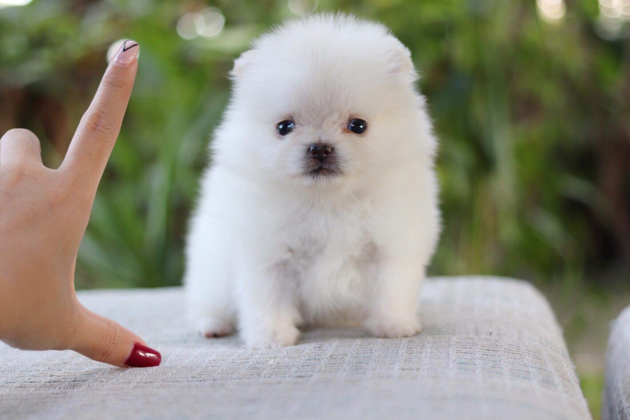 ปอมเมอเรเนียน เพศเมียทีคัพ