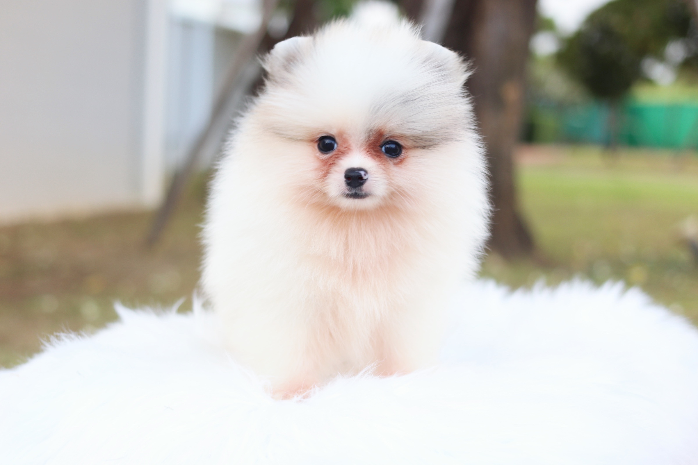 ปอมเมอเรเนียน เพศผู้สีแฟนซี ไซส์เล็ก