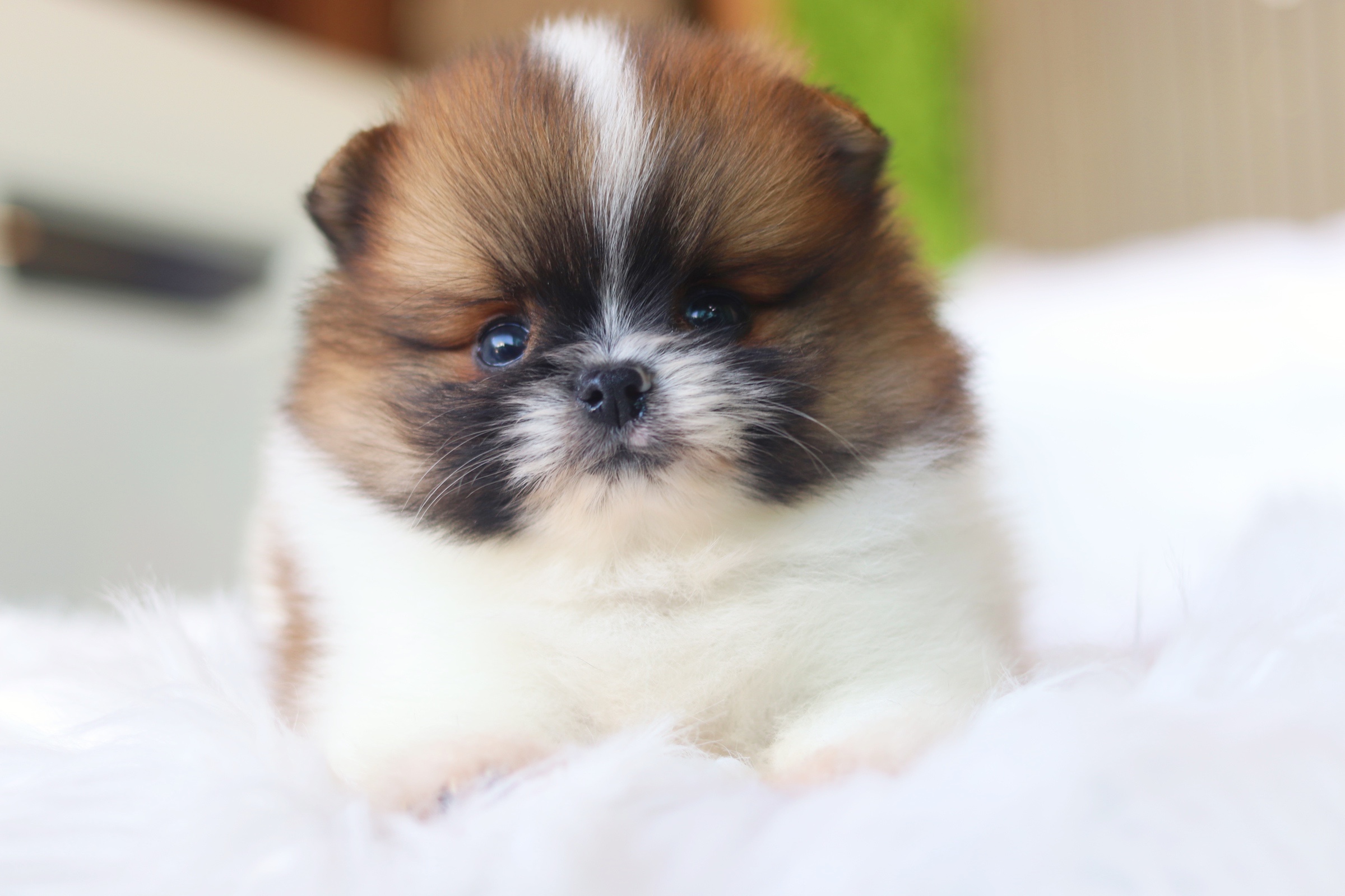 ปอมเมอเรเนียน เพศผู้ สีแฟนซี