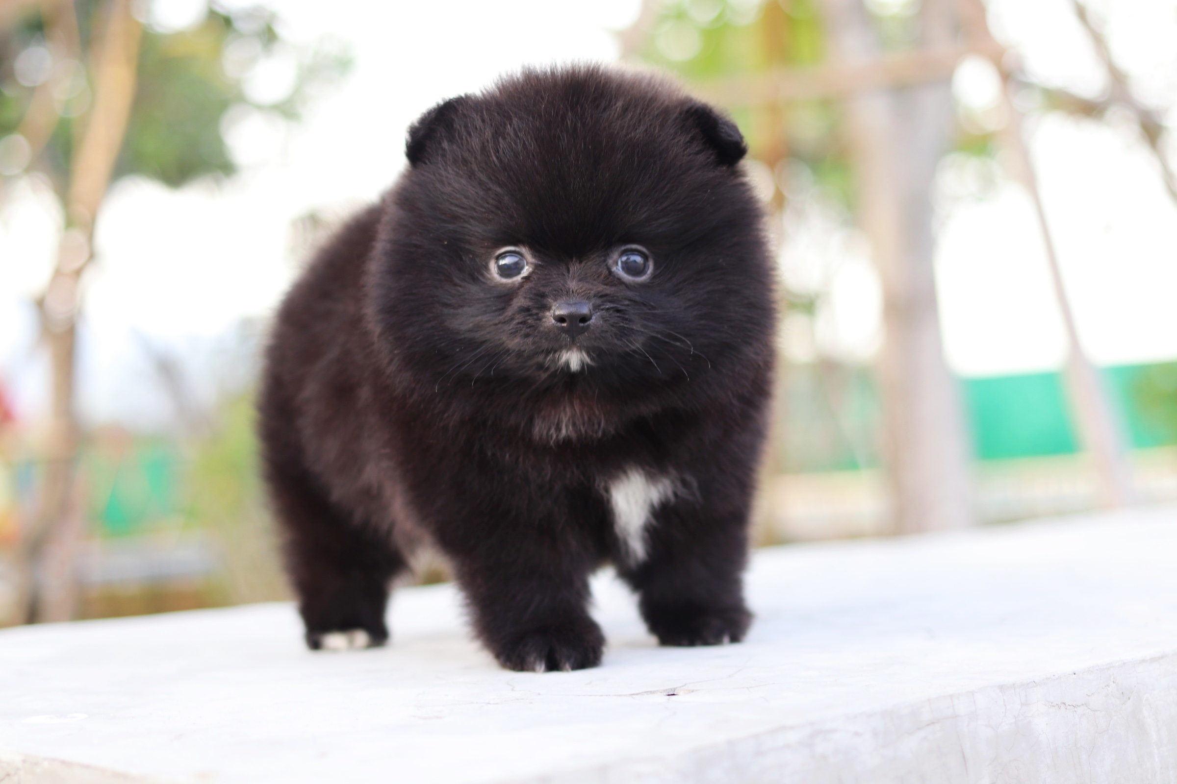 ปอมเมอเรเนียน เพศผู้ สีดำไซส์เล็ก