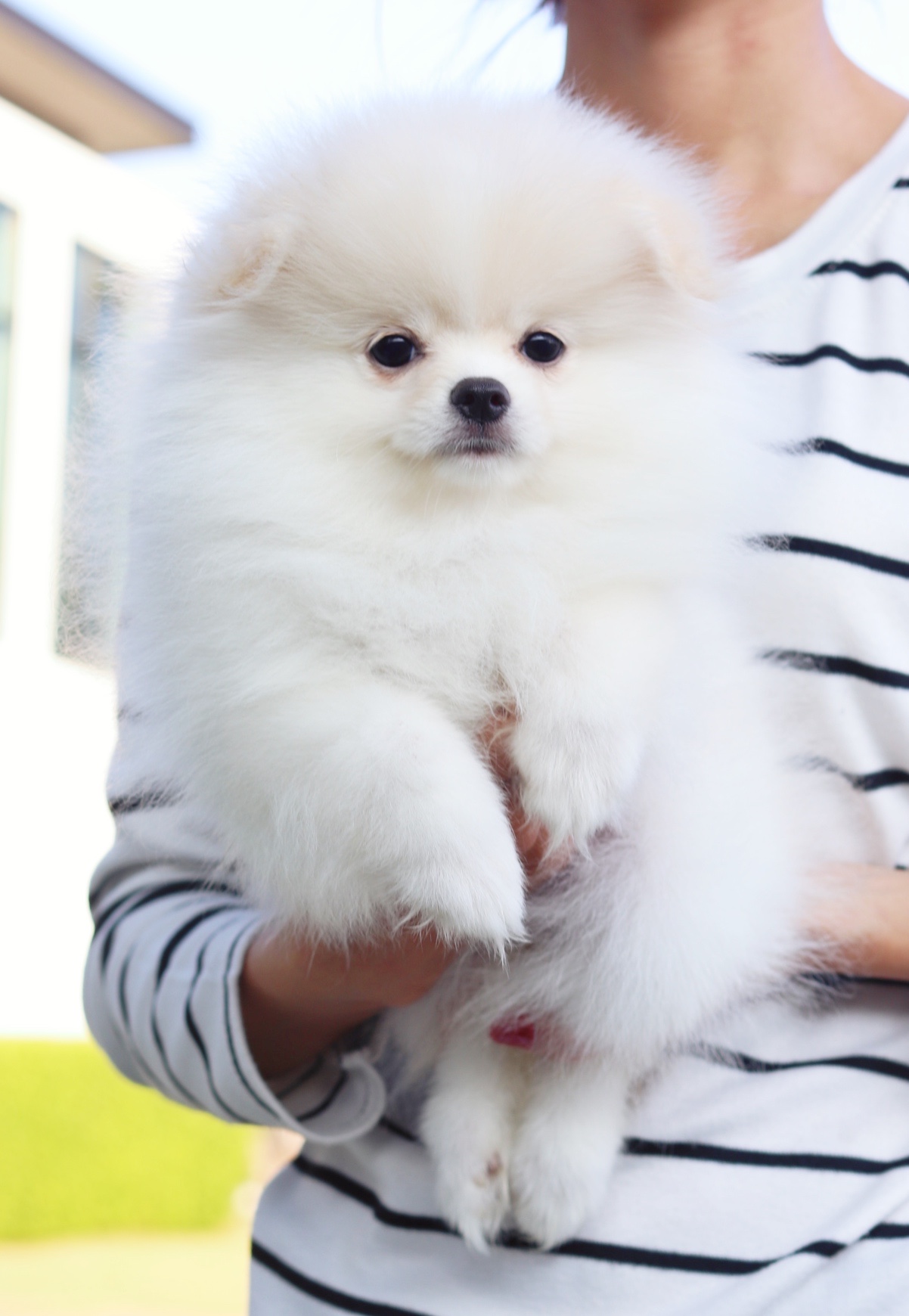 ปอมเมอเรเนียน เพศเมียสีขาวครีม