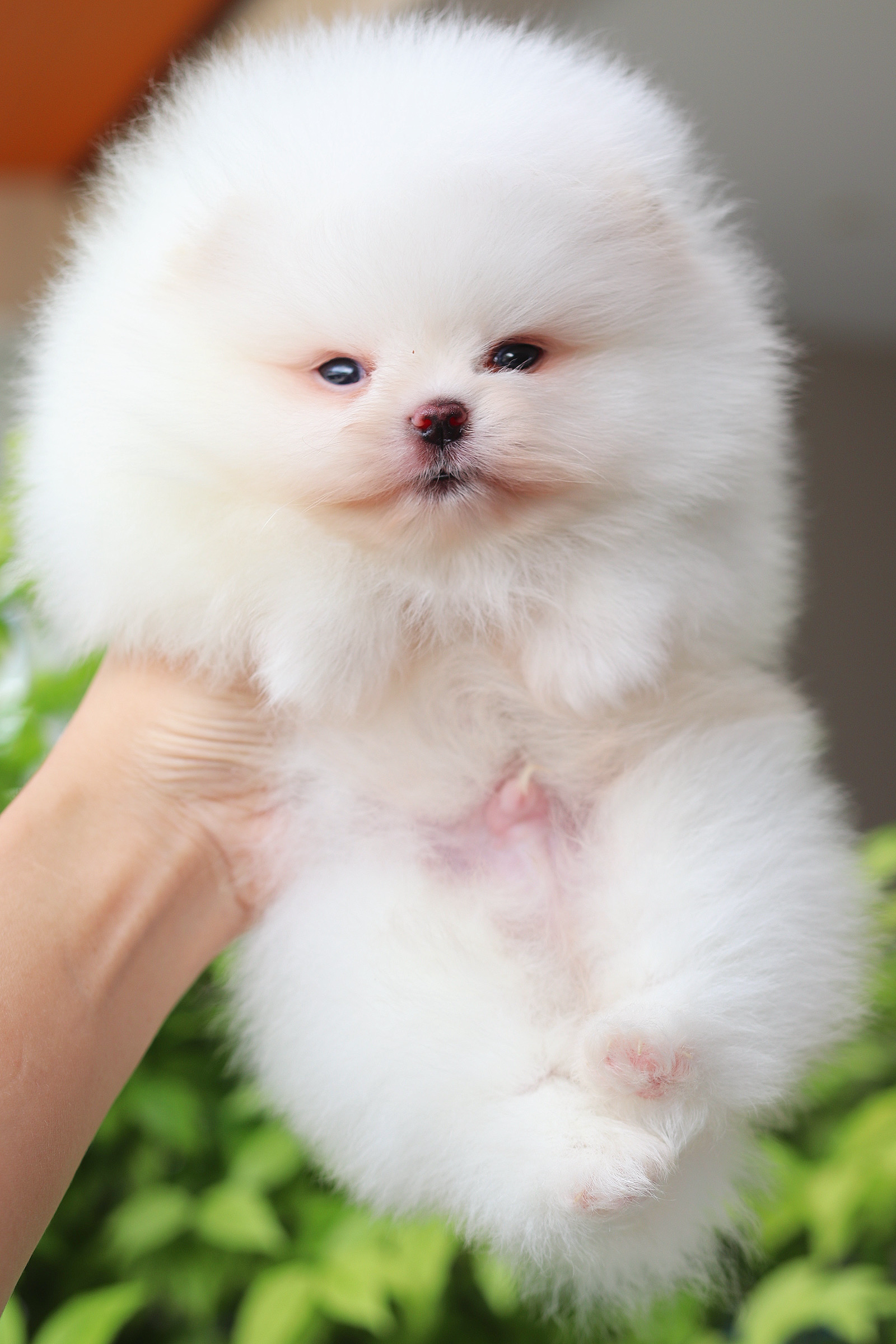 ปอมเมอเรเนียน เพศผู้สีขาว ลูกครึ่งเกาหลี