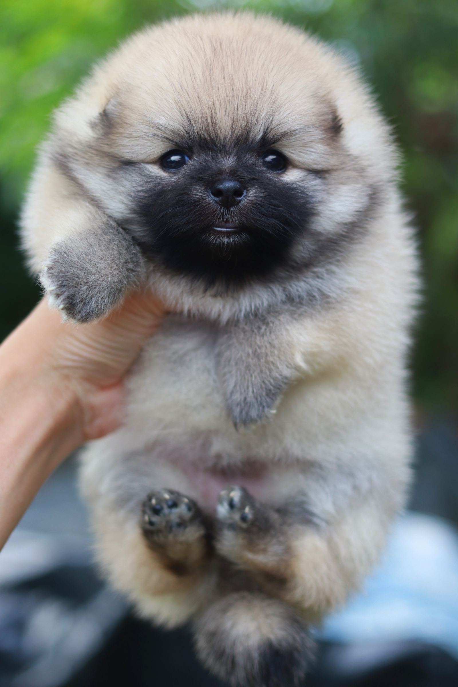 ปอมเมอเรเนียน เพศเมียหน้าตุ๊กตา ขนแน่น