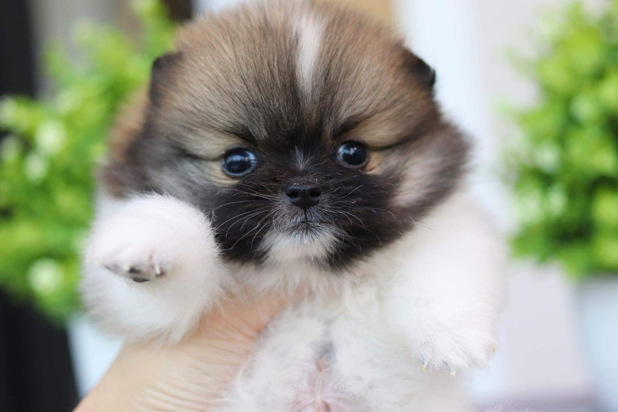 ปอมเมอเรเนียน เพศผู้