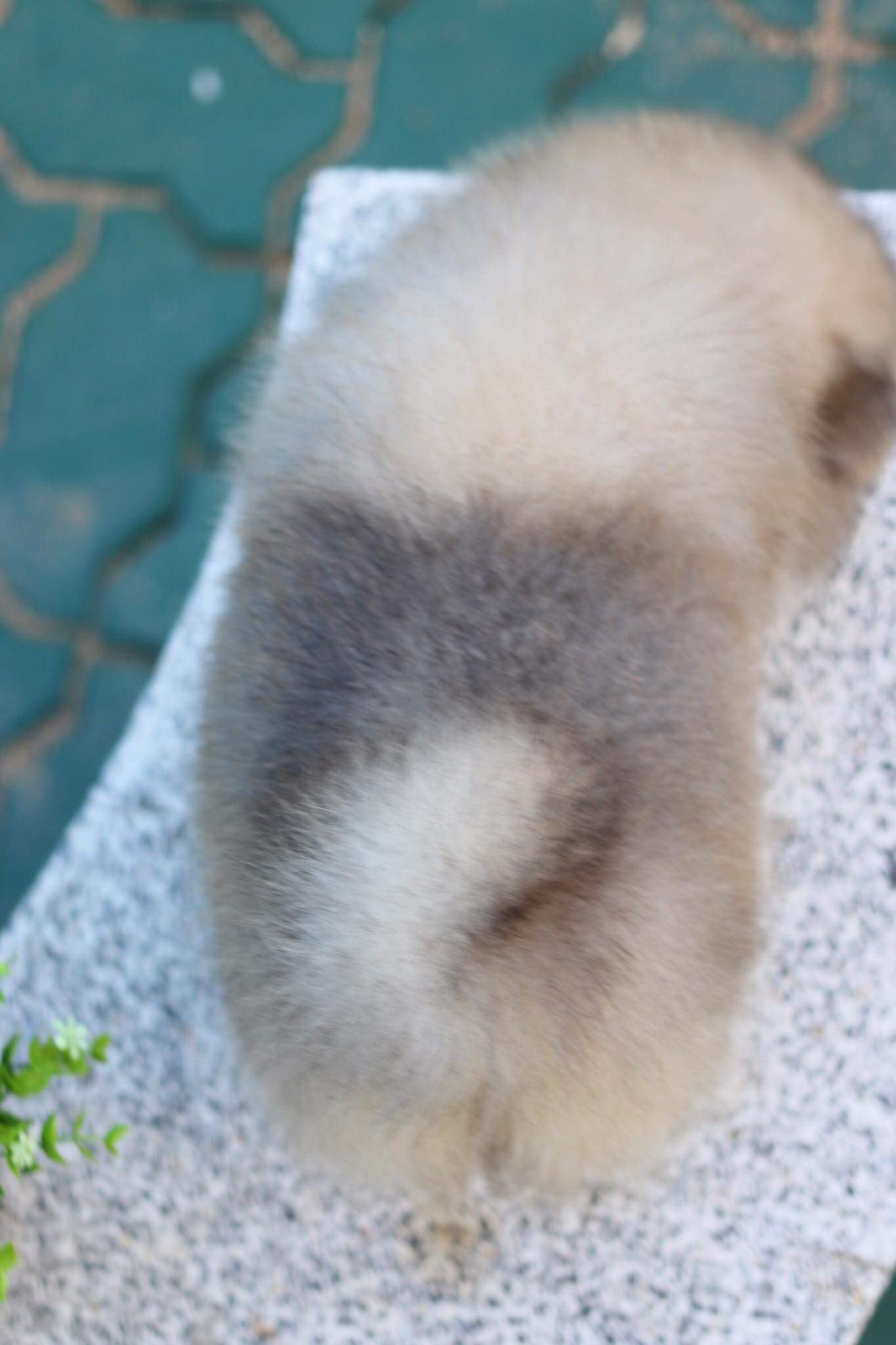 ปอมเมอเรเนียน เพศผู้