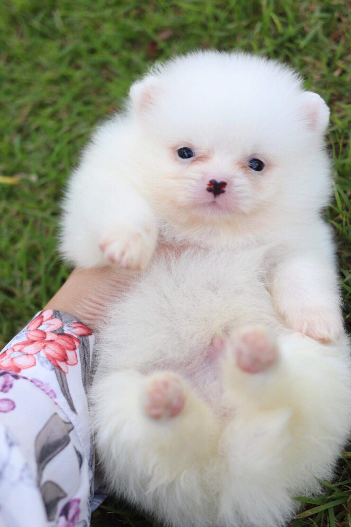 ปอมเมอเรเนียน เพศผู้