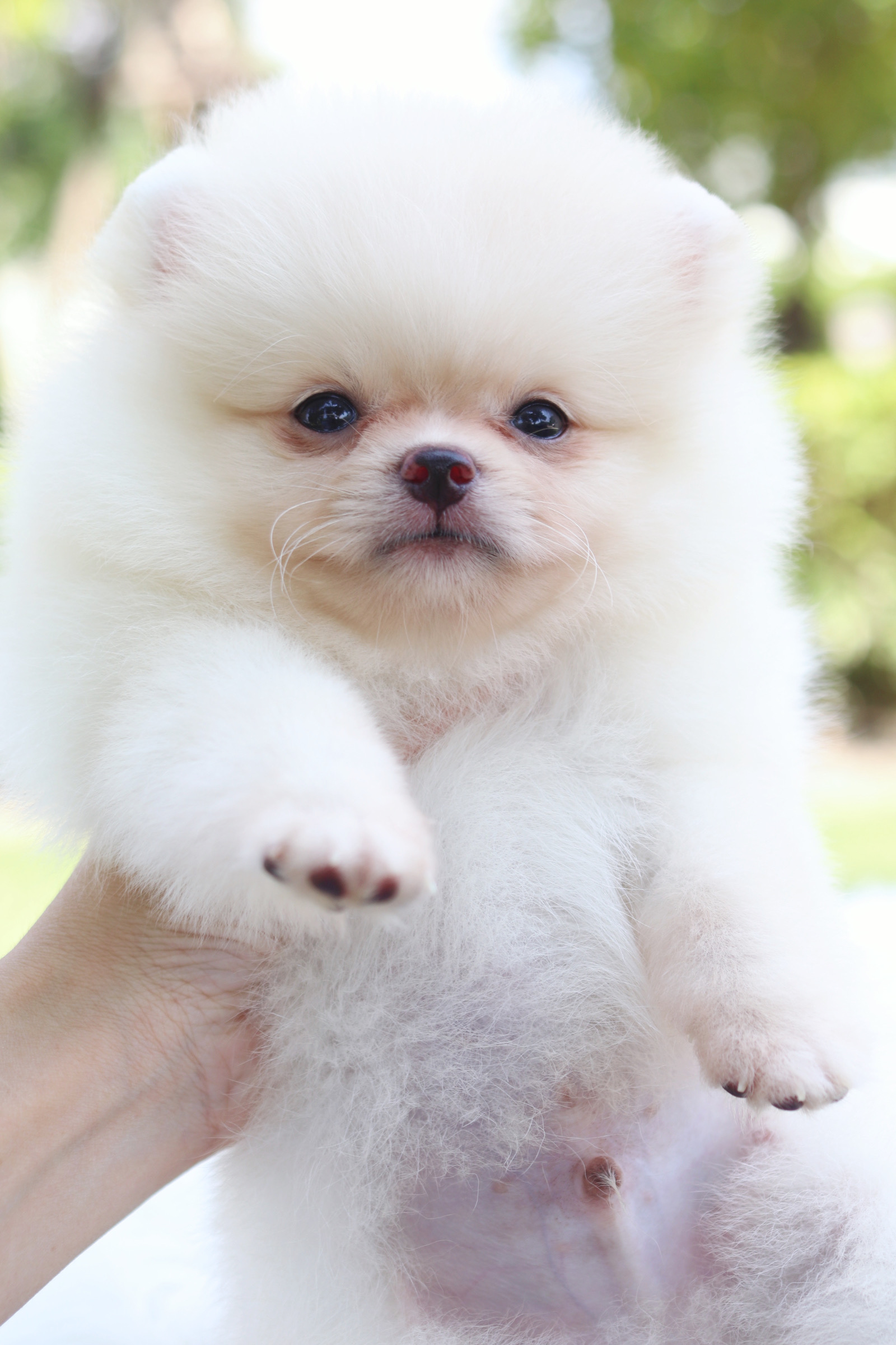 ปอมเมอเรเนียน เพศผู้ สีขาวครีม