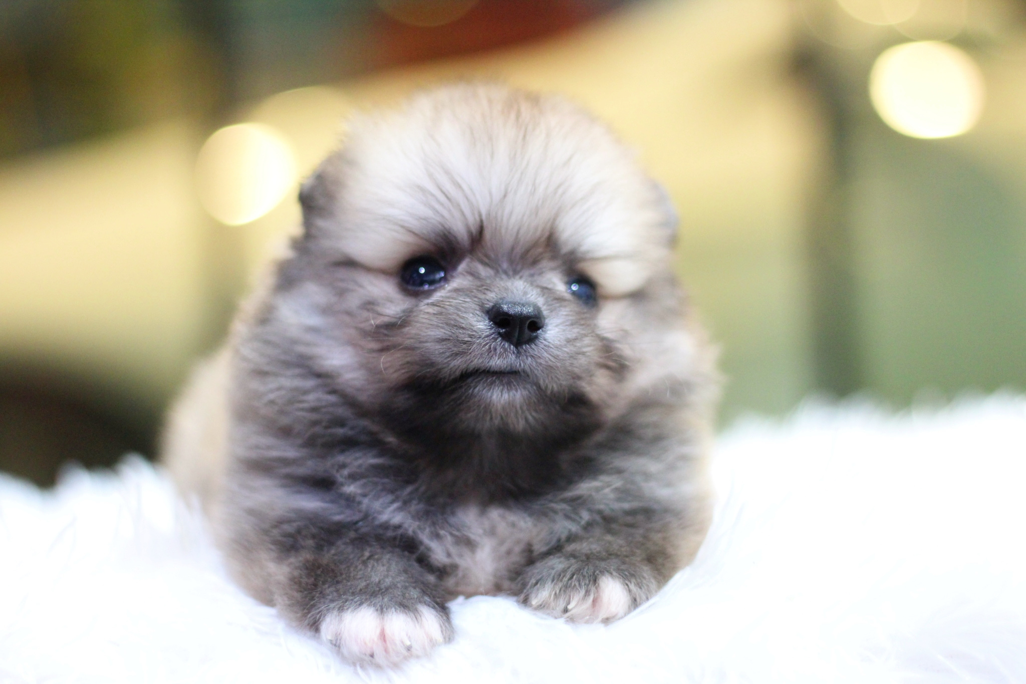 ปอมเมอเรเนียน เพศผู้ สีส้ม