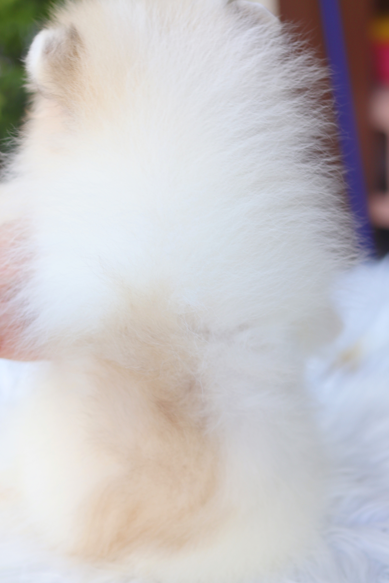 ปอมเมอเรเนียน เพศเมียสีแฟนซี