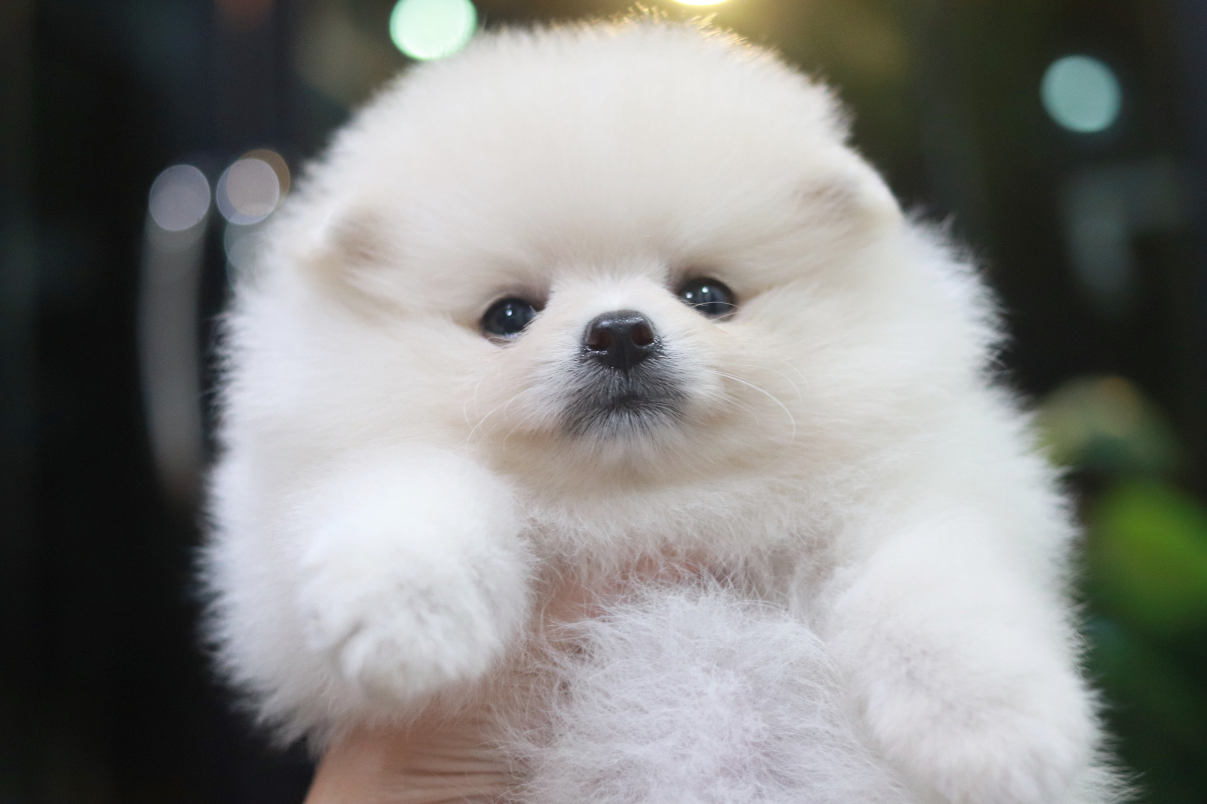 ปอมเมอเรเนียน เพศเมียสีขาวครีม ขนแน่น