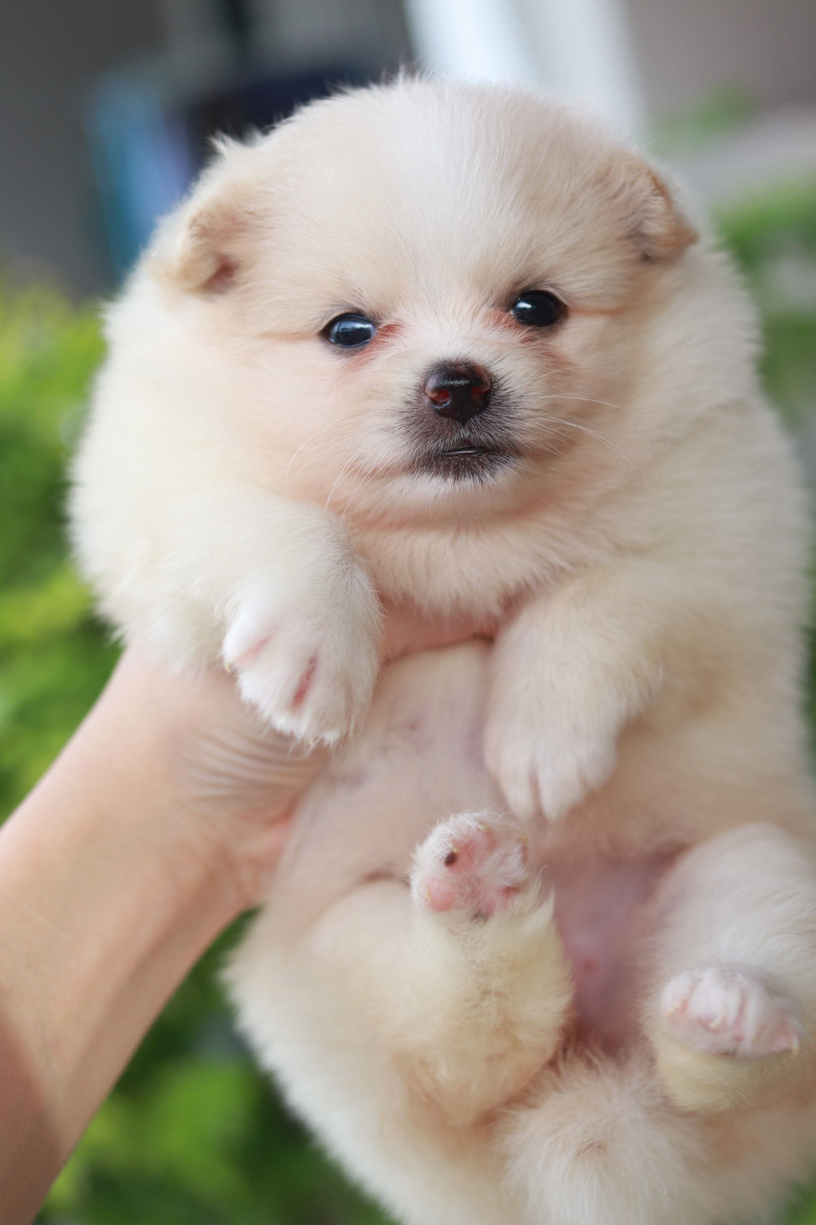 ปอมเมอเรเนียน เพศเมียครีม