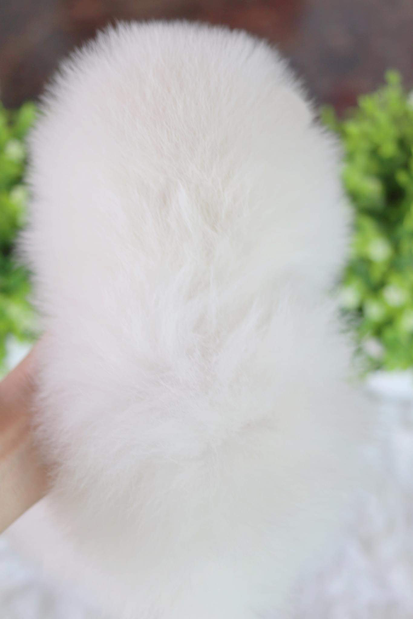 ปอมเมอเรเนียน เพศผู้