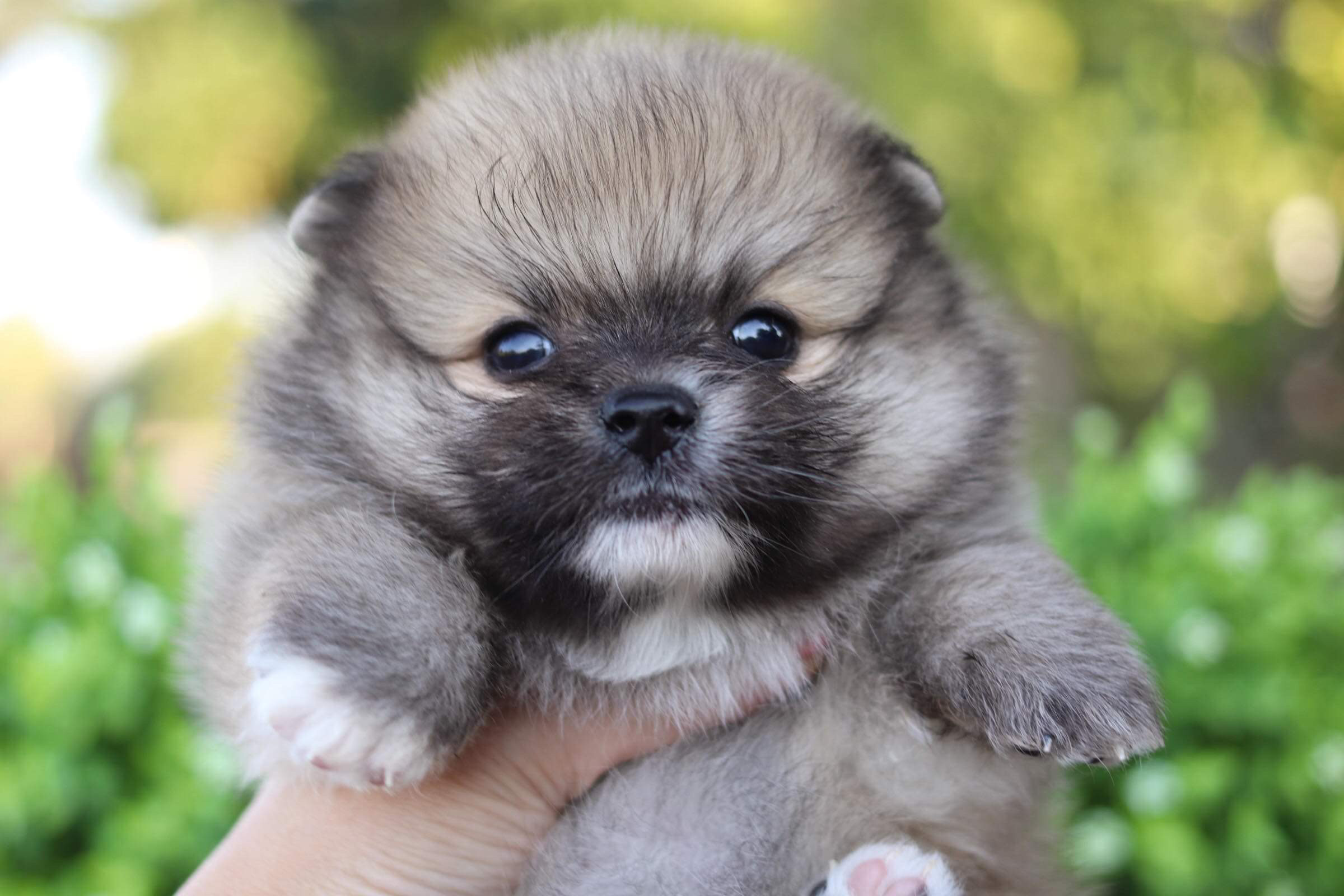 ปอมเมอเรเนียน เพศผู้