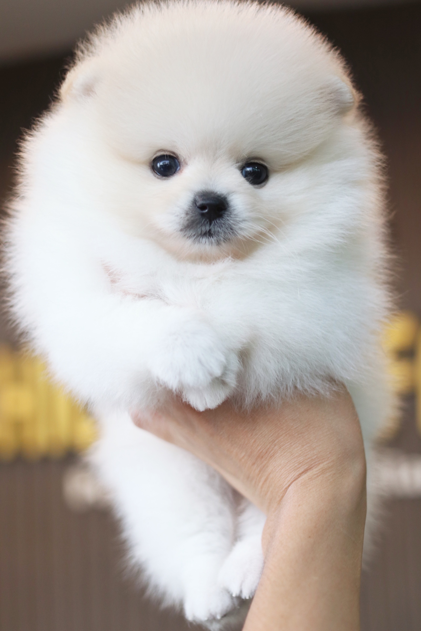 ปอมเมอเรเนียน เพศผู้ สีขาวครีม