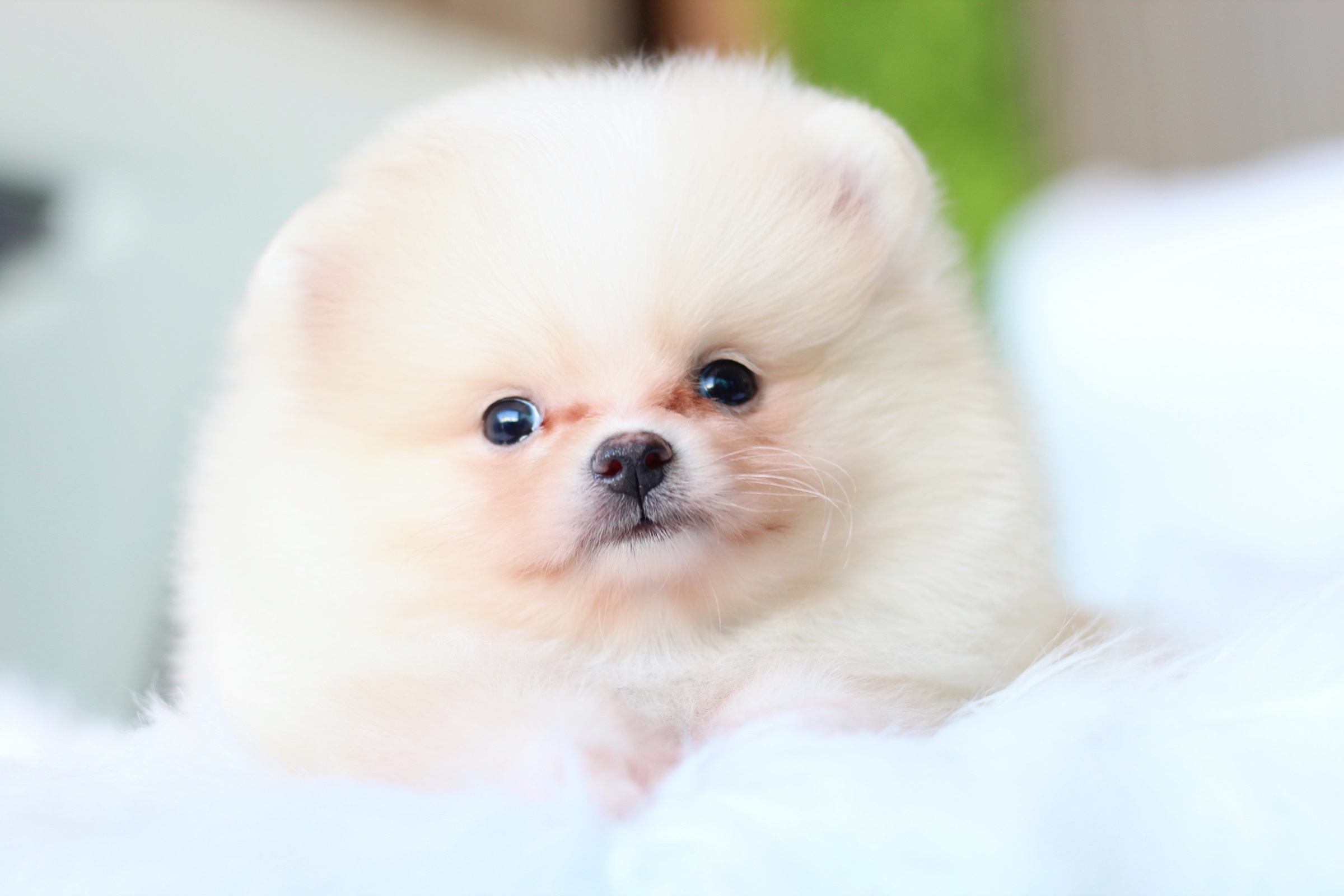 ปอมเมอเรเนียน เพศผู้สีครีม