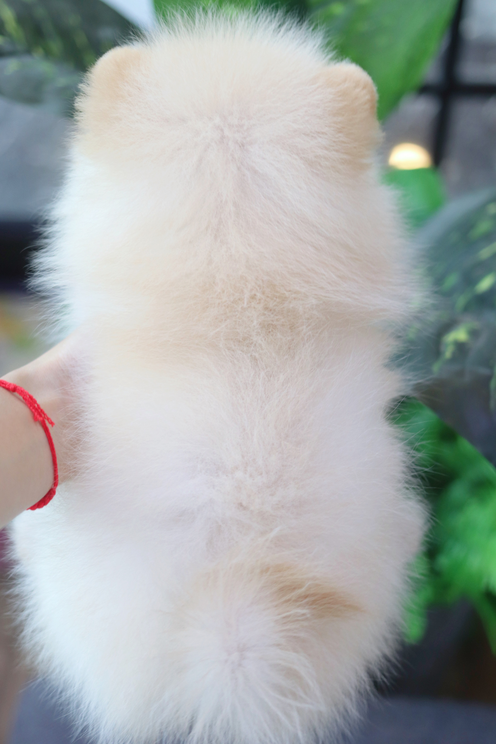 ปอมเมอเรเนียน เพศเมีย สองเดือนครึ่ง