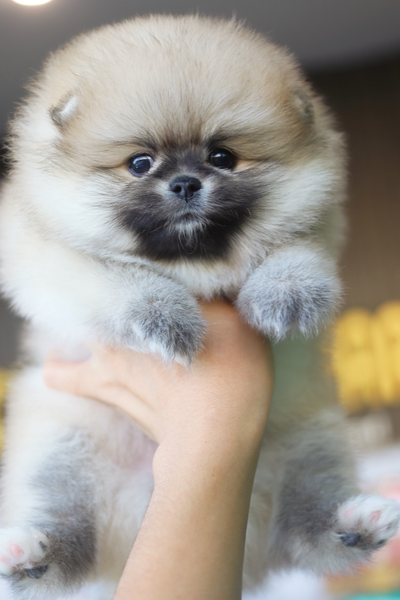 ปอมเมอเรเนียน เพศเมียสีส้ม