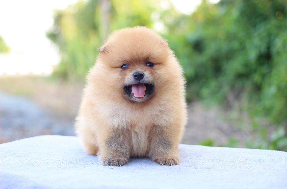 ปอมเมอเรเนียน เพศผู้สีส้ม