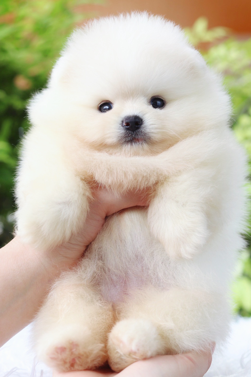 ปอมเมอเรเนียน เพศเมียสีขาวครีม เกรดโชว์