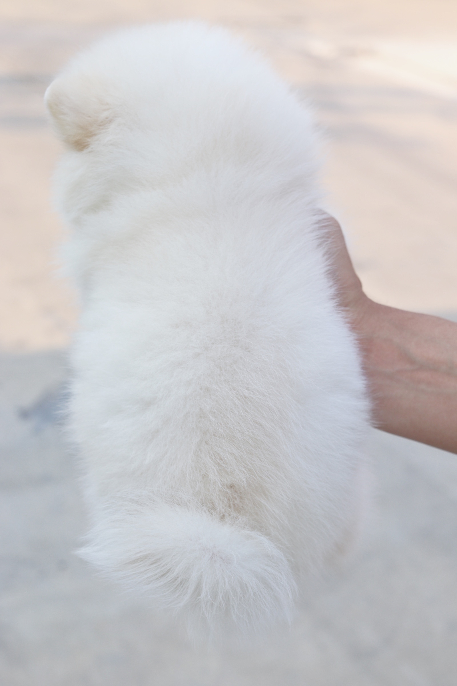 ปอมเมอเรเนียน เพศผู้ สีขาวครีม