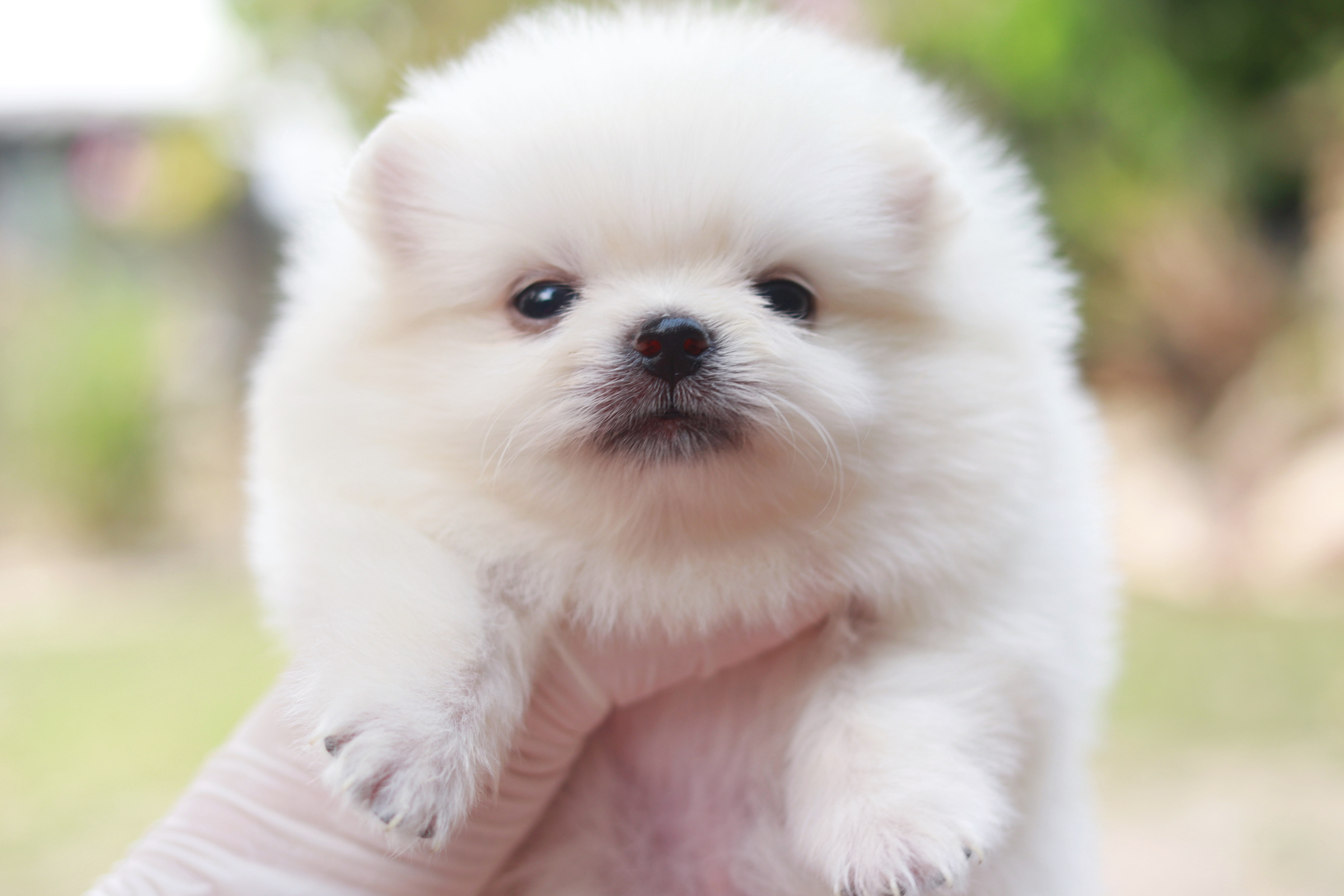 ปอมเมอเรเนียน เพศเมีย