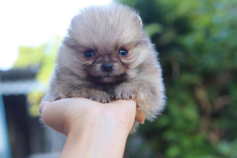 ปอมเมอเรเนียน เพศผู้