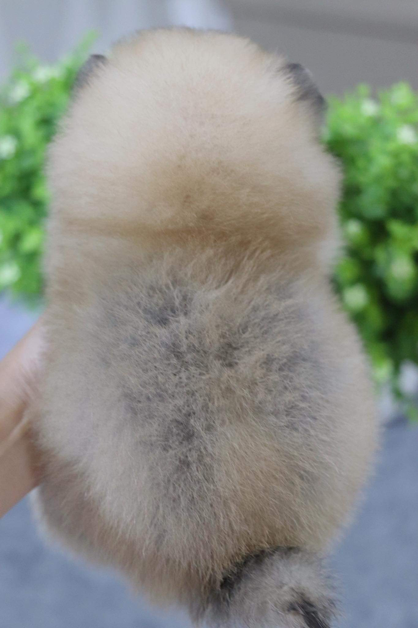 ปอมเมอเรเนียน เพศผู้