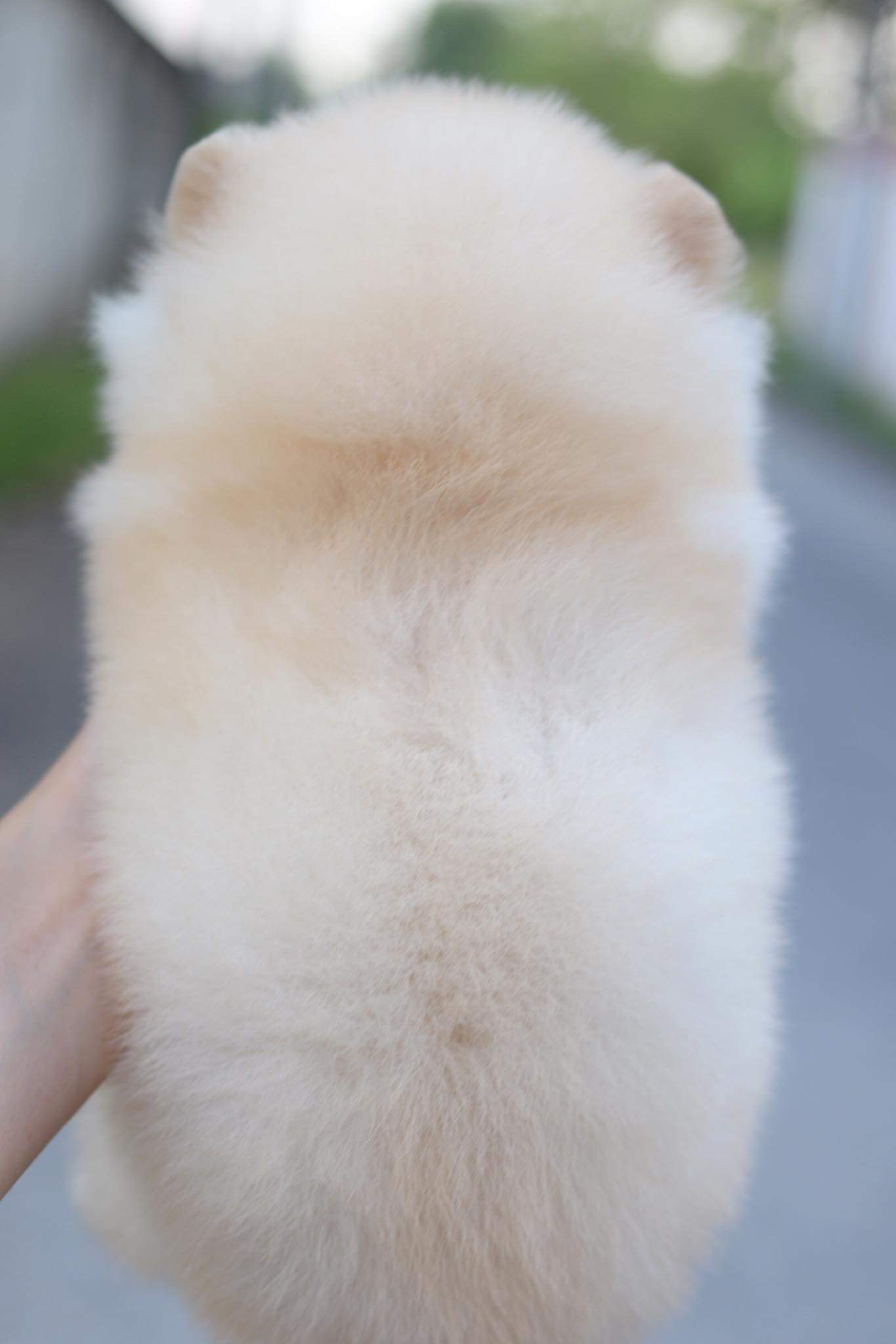 ปอมเมอเรเนียน เพศผู้