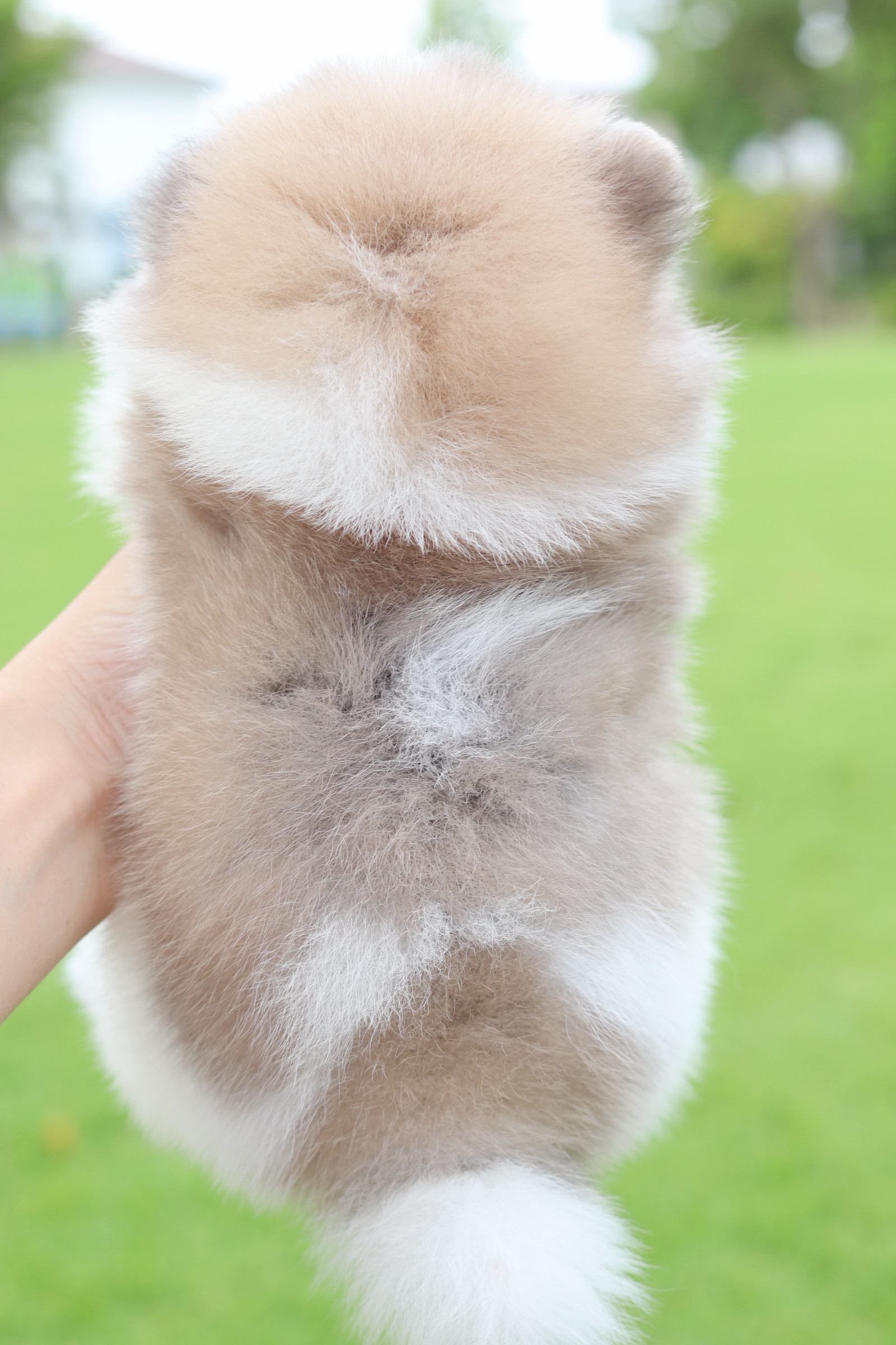 ปอมเมอเรเนียน เพศเมียสีแฟนซี