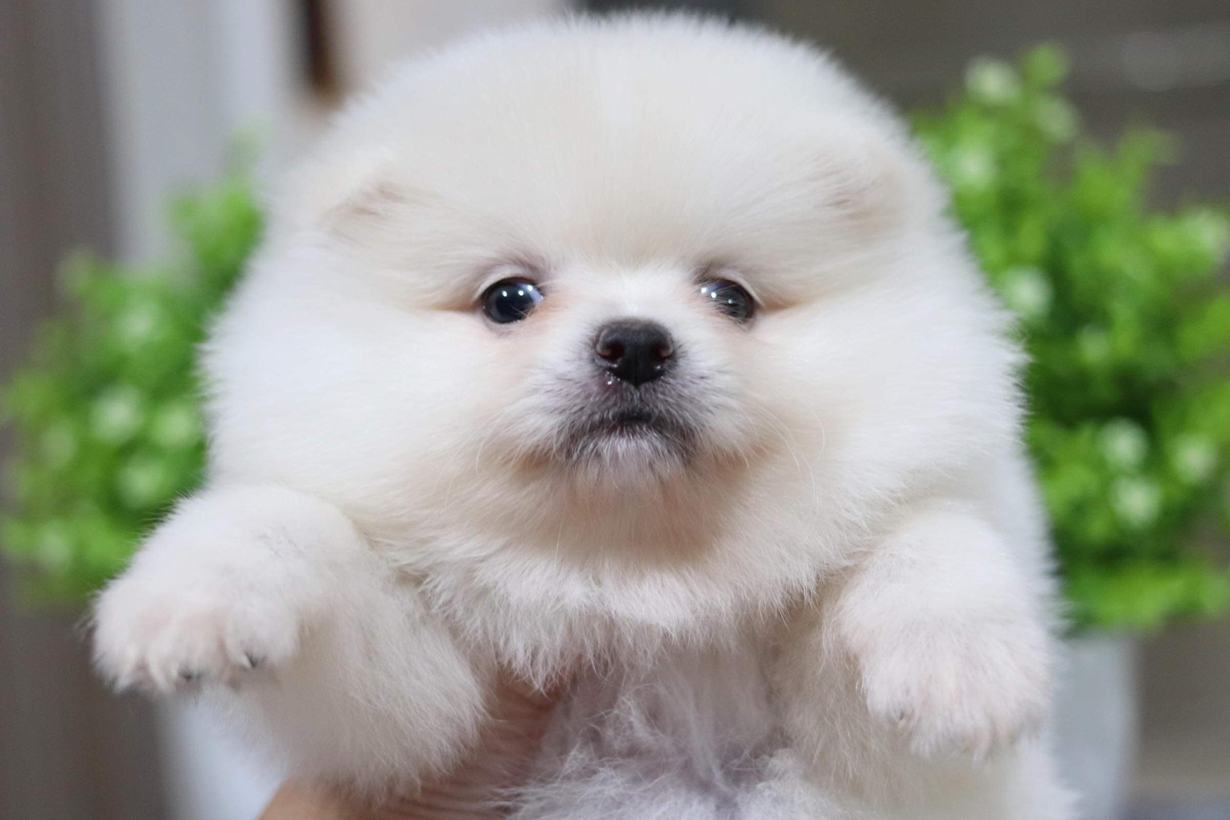 ปอมเมอเรเนียน เพศเมีย