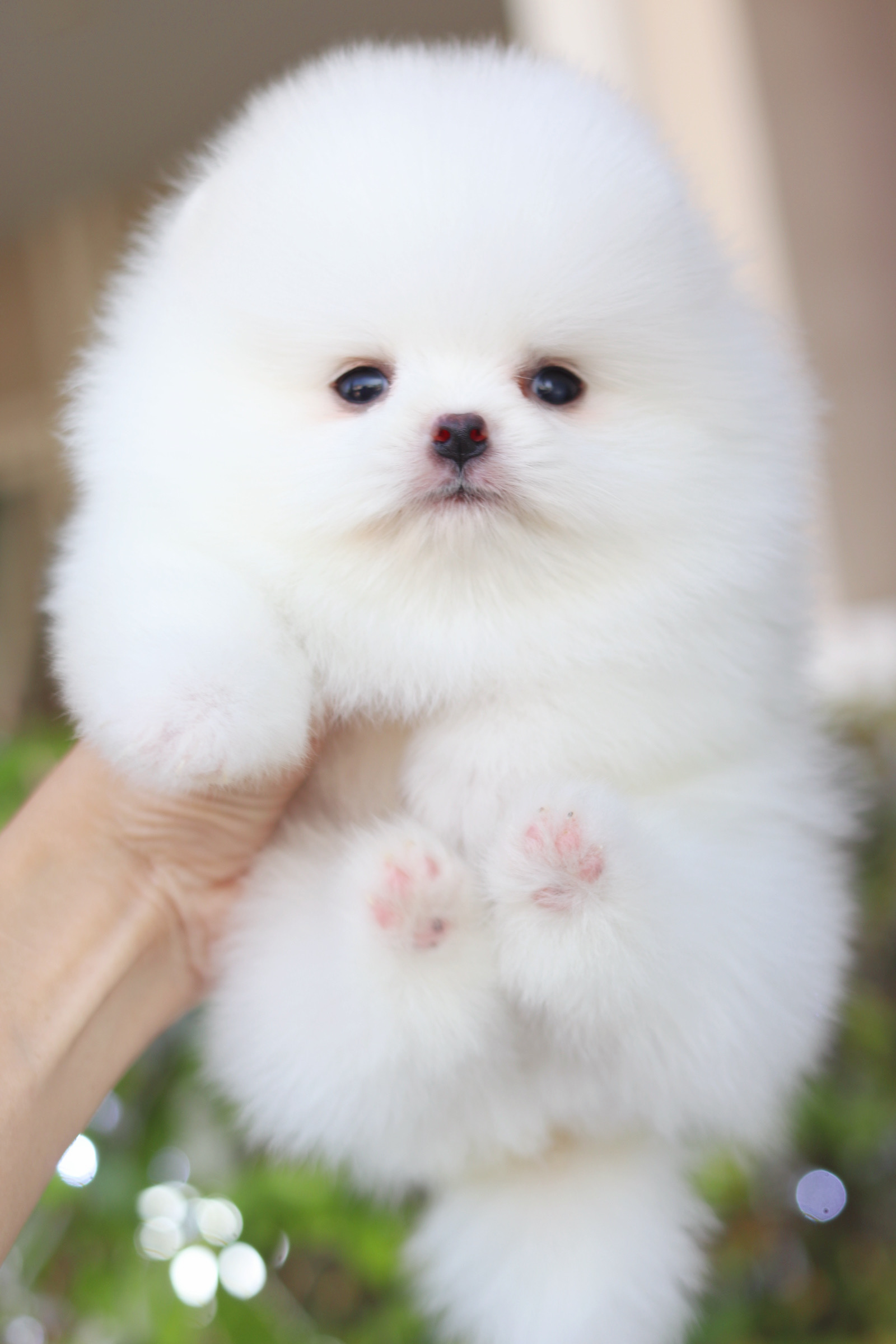 ปอมเมอเรเนียน เพศผู้สีขาวครีม