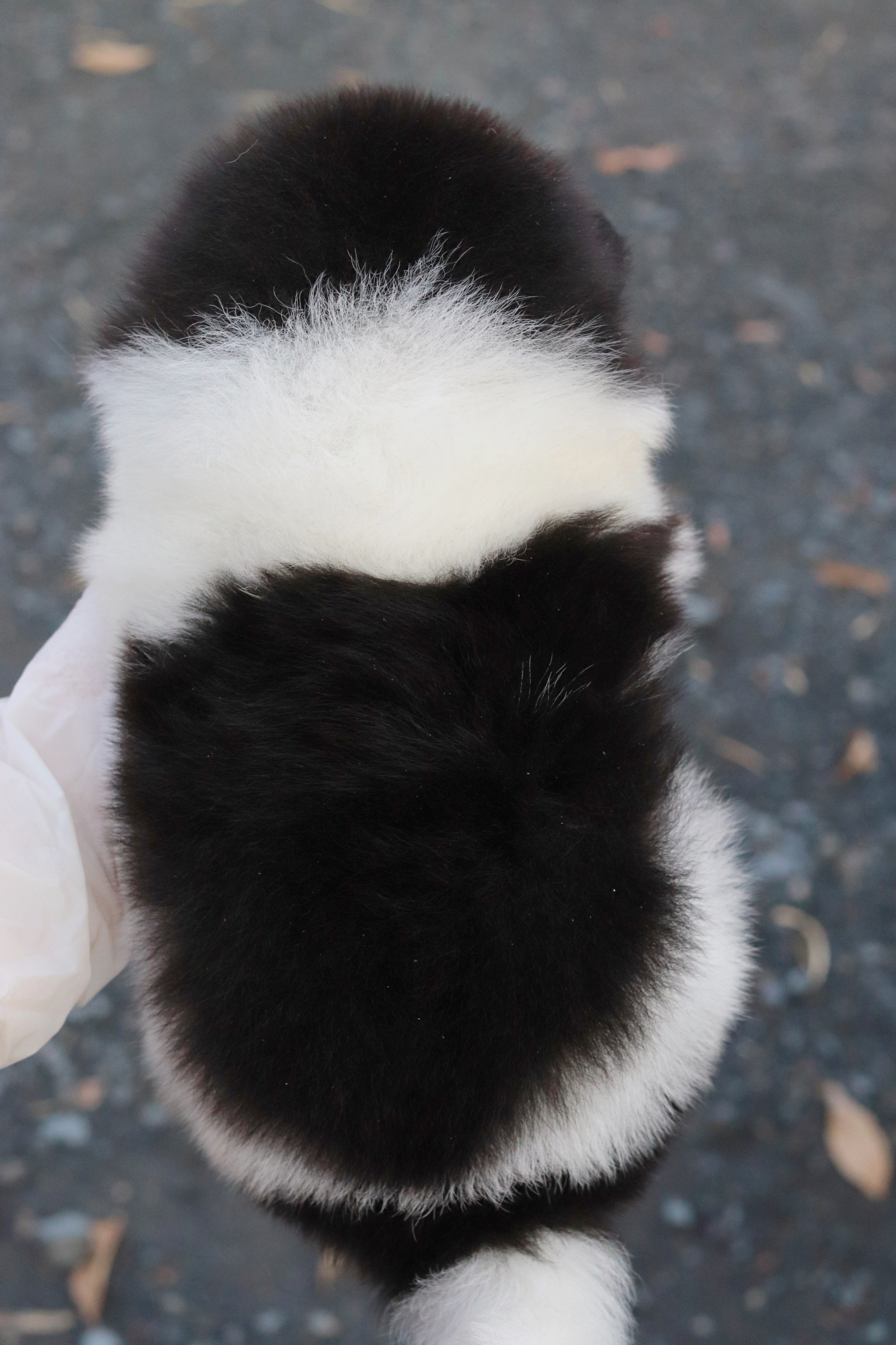 ปอมเมอเรเนียน เพศผู้