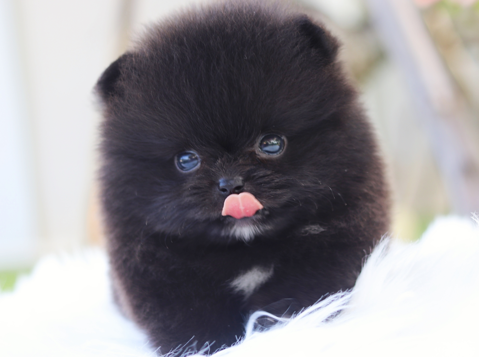 ปอมเมอเรเนียน เพศผู้สีดำ