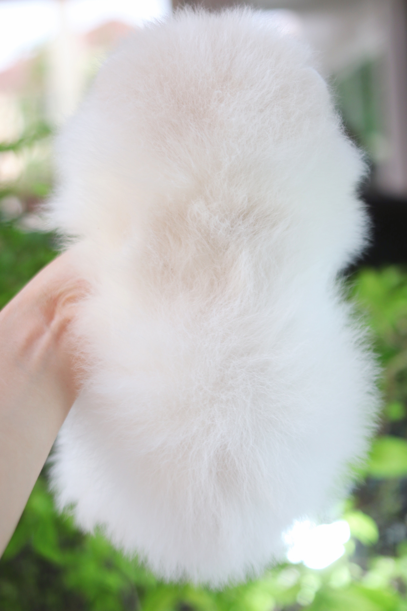 ปอมเมอเรเนียน เพศเมียสีขาวครีม