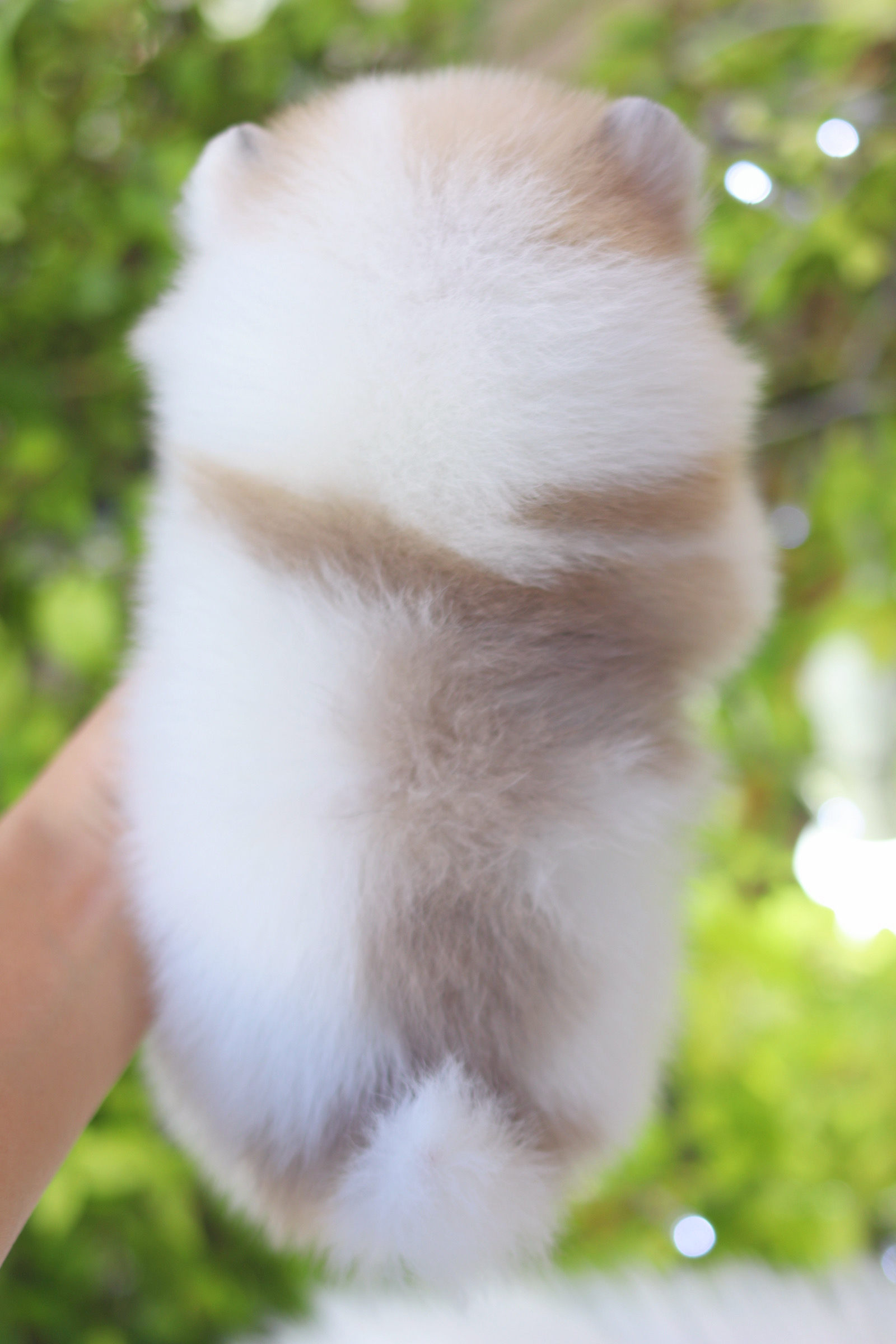 ปอมเมอเรเนียน เพศผู้ สีแฟนซี