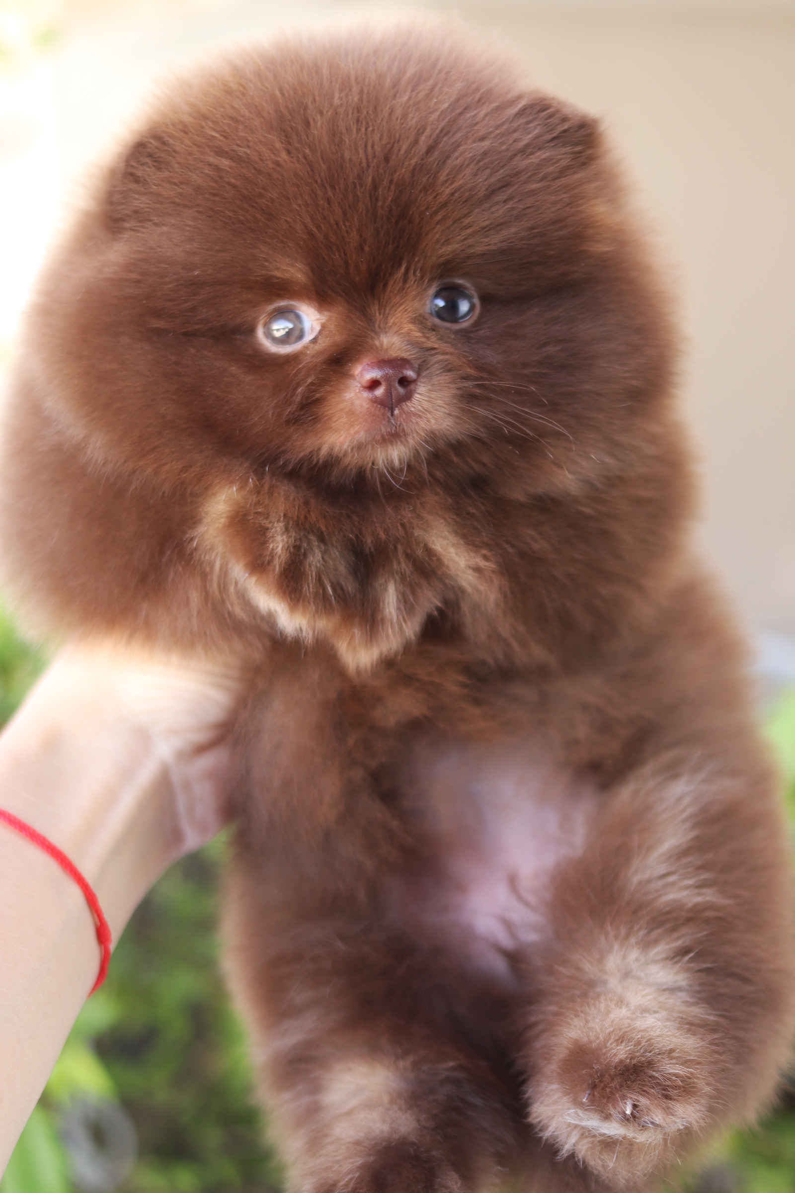 ปอมเมอเรเนียน เพศเมียสีช็อค