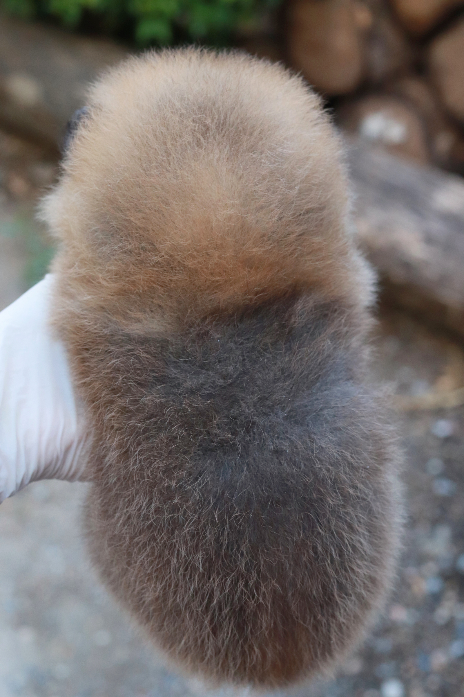 ปอมเมอเรเนียน เพศเมีย