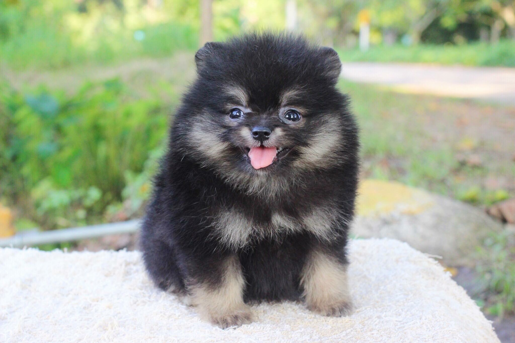 ปอมเมอเรเนียน เพศเมีย แบล็คแทน