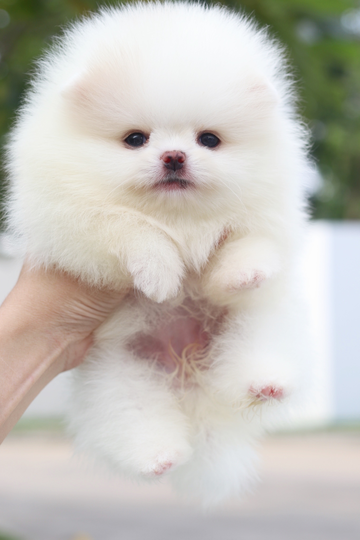 ปอมเมอเรเนียน เพศเมียสีขาวครีมเกรดโชว์ พร้อมใบเพ็ดเต็มใบ