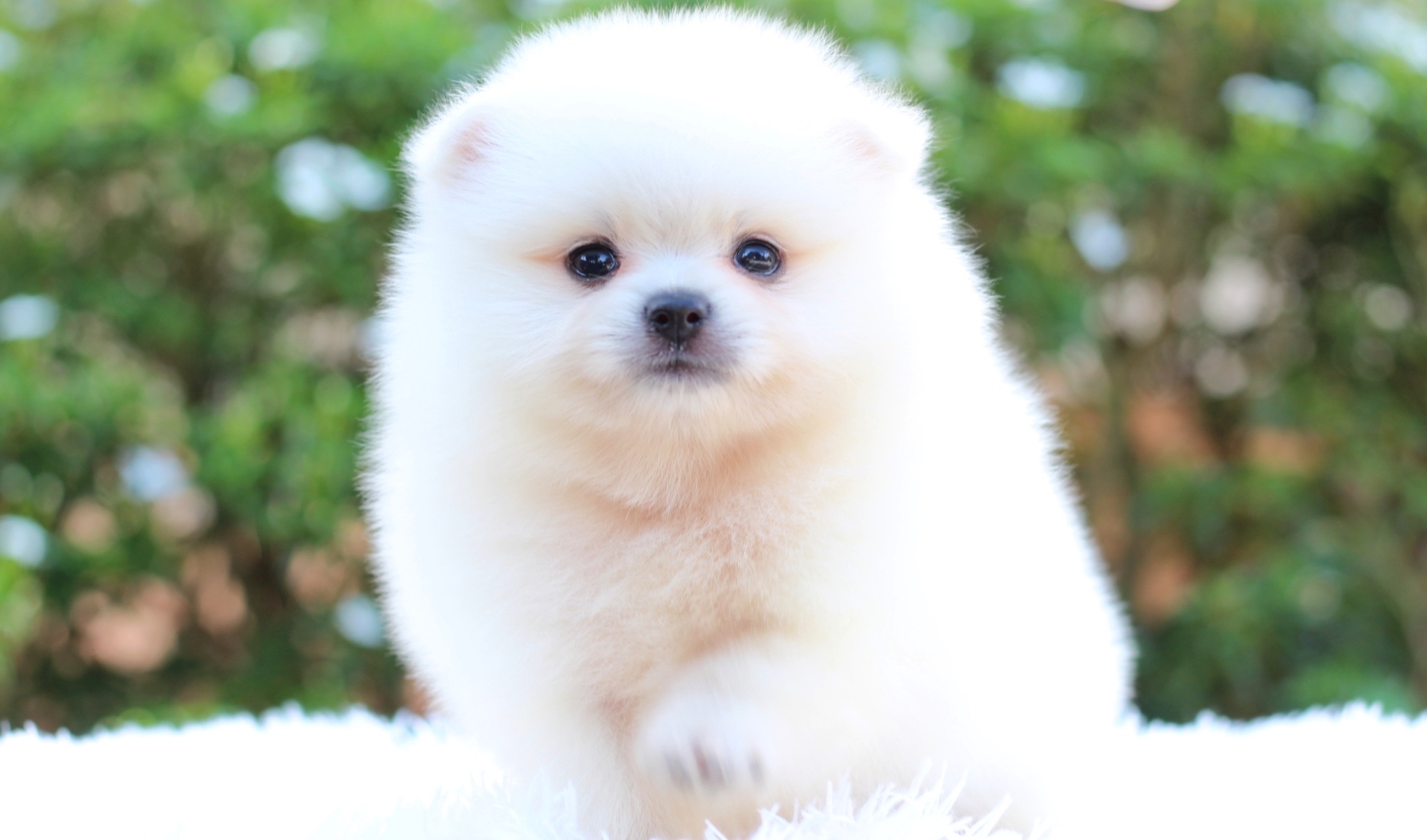 ปอมเมอเรเนียน เพศผู้ สีขาวครีม