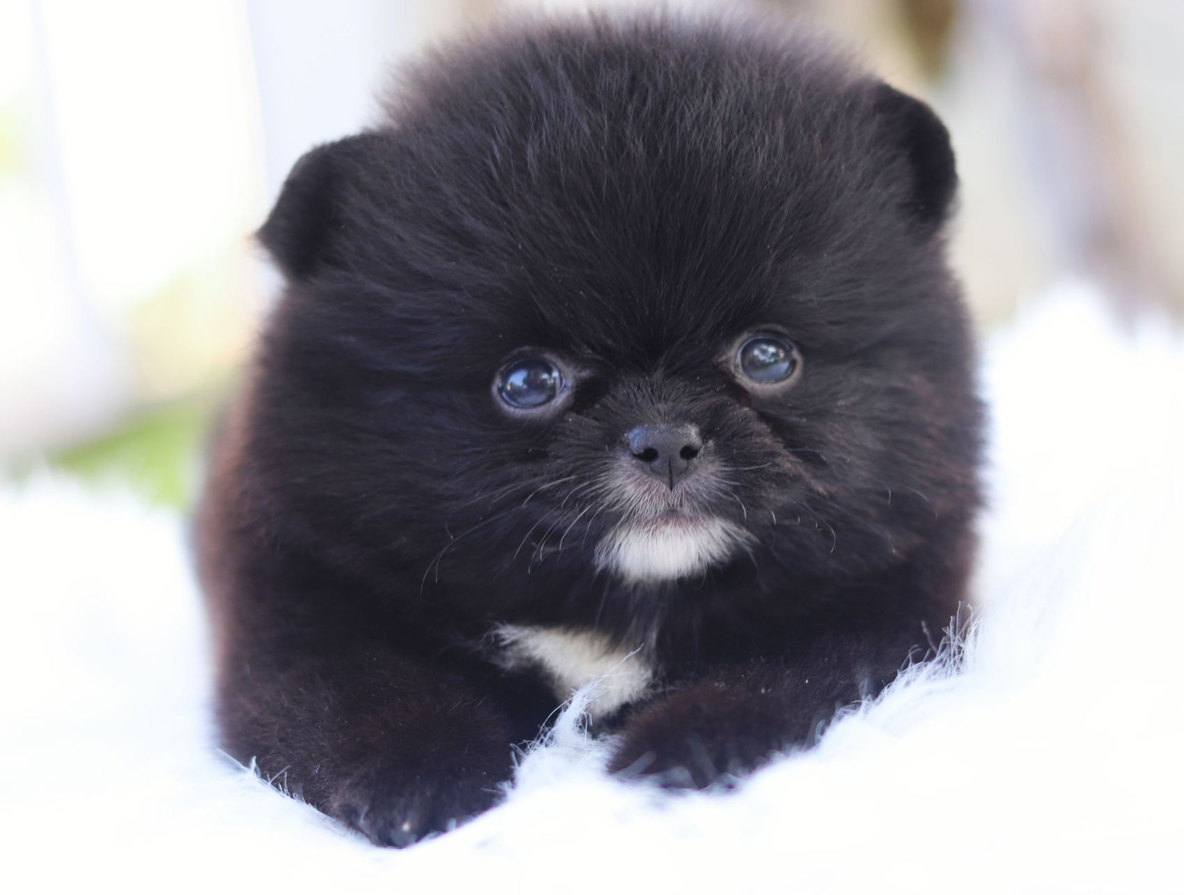 ปอมเมอเรเนียน เพศเมียสีดำ