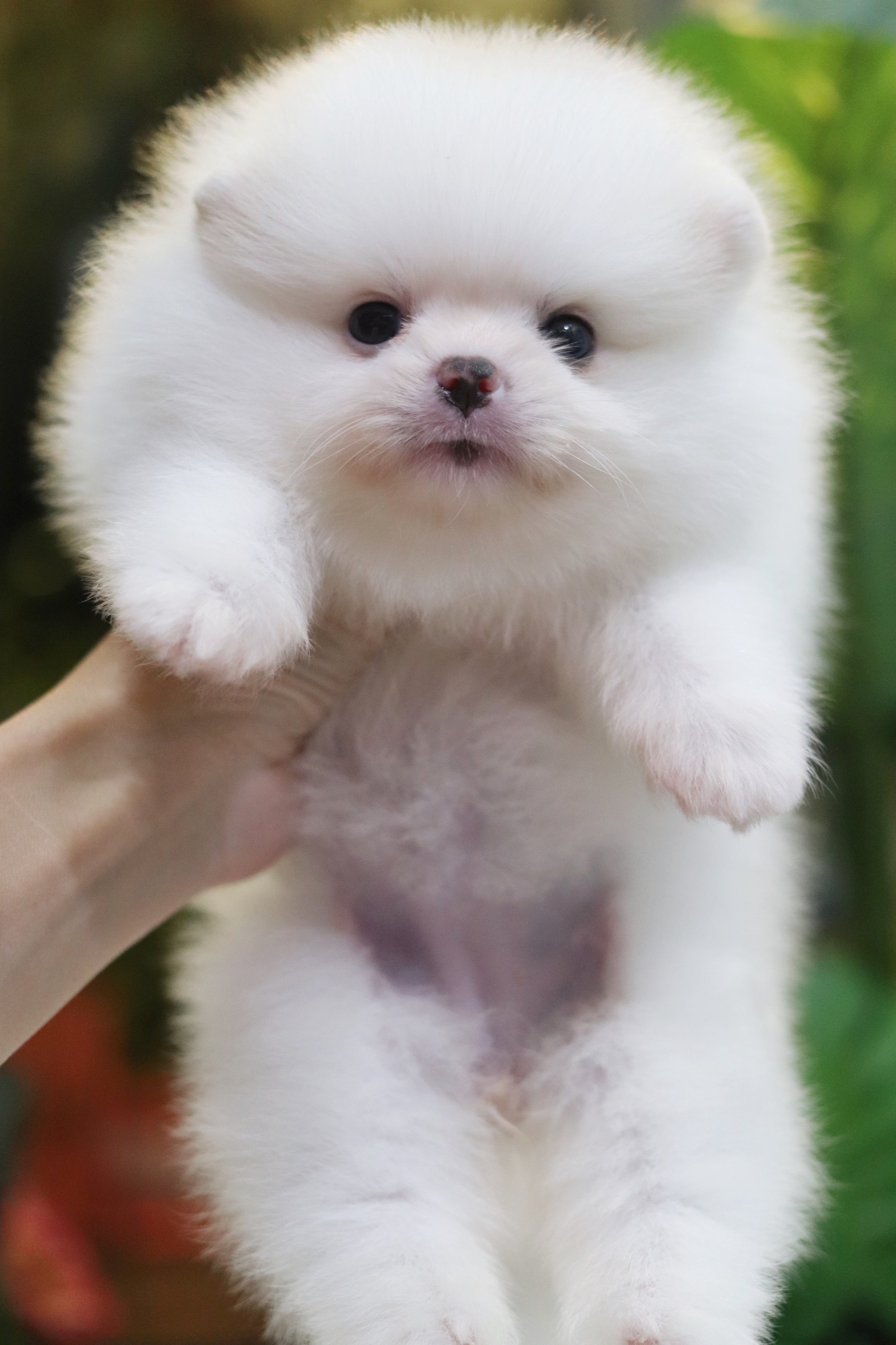 ปอมเมอเรเนียน เพศเมียสีขาวครีม