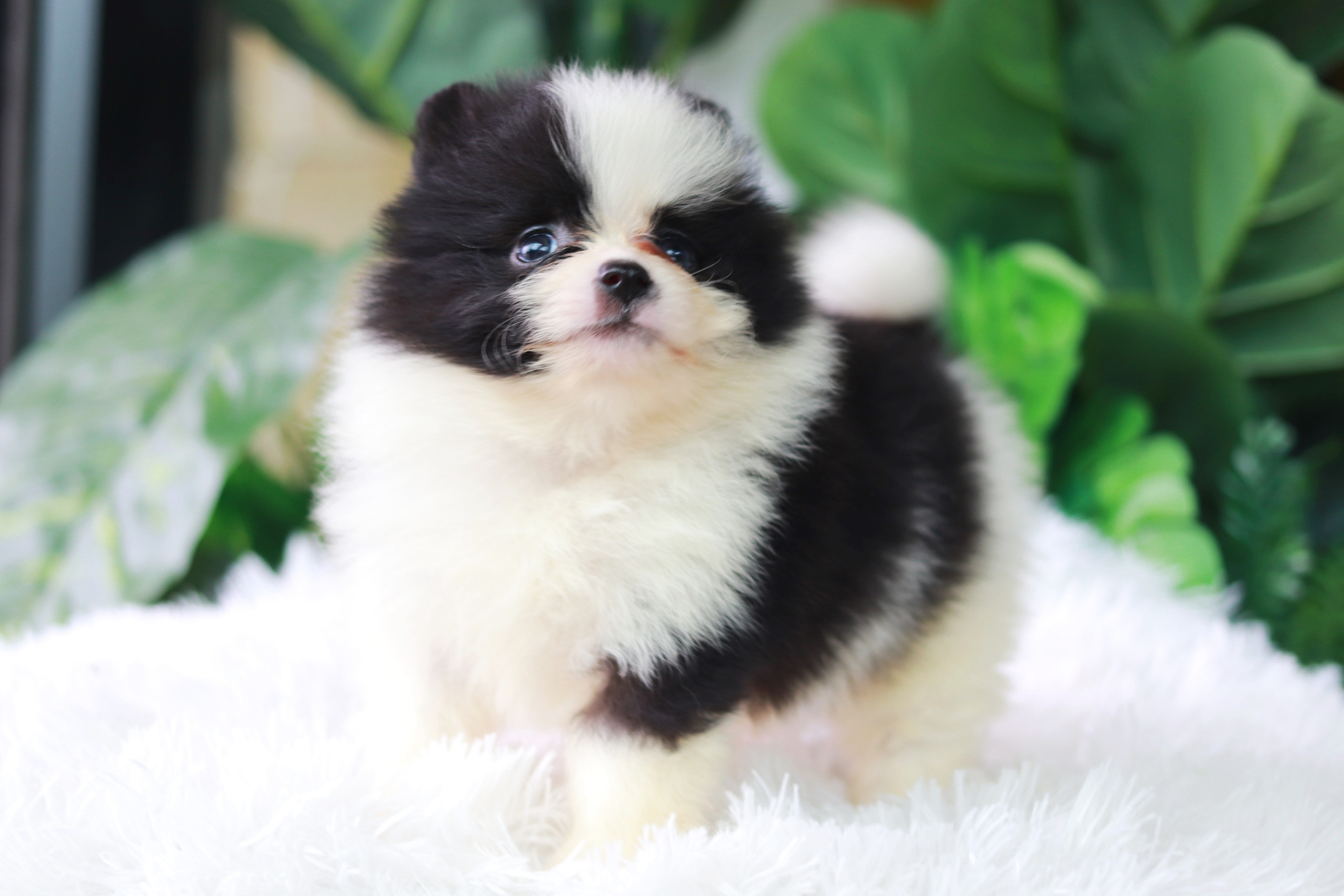 ปอมเมอเรเนียน เพศผู้ สีแฟนซีขาวดำ