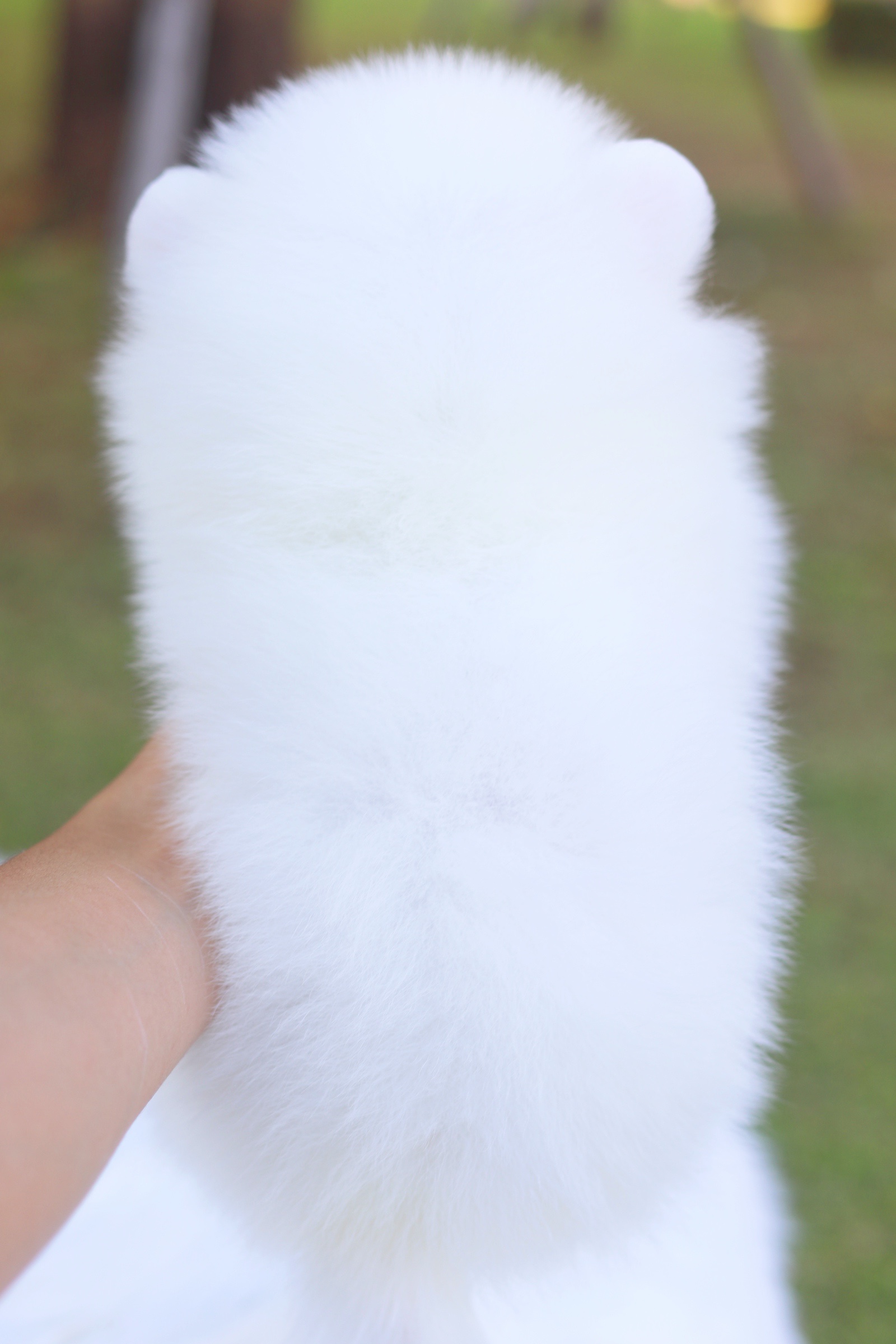 ปอมเมอเรเนียน เพศผู้ สีขาวครีม