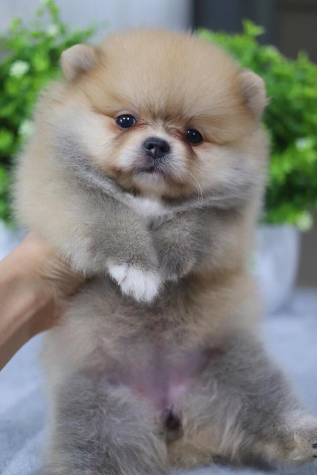 ปอมเมอเรเนียน เพศเมีย