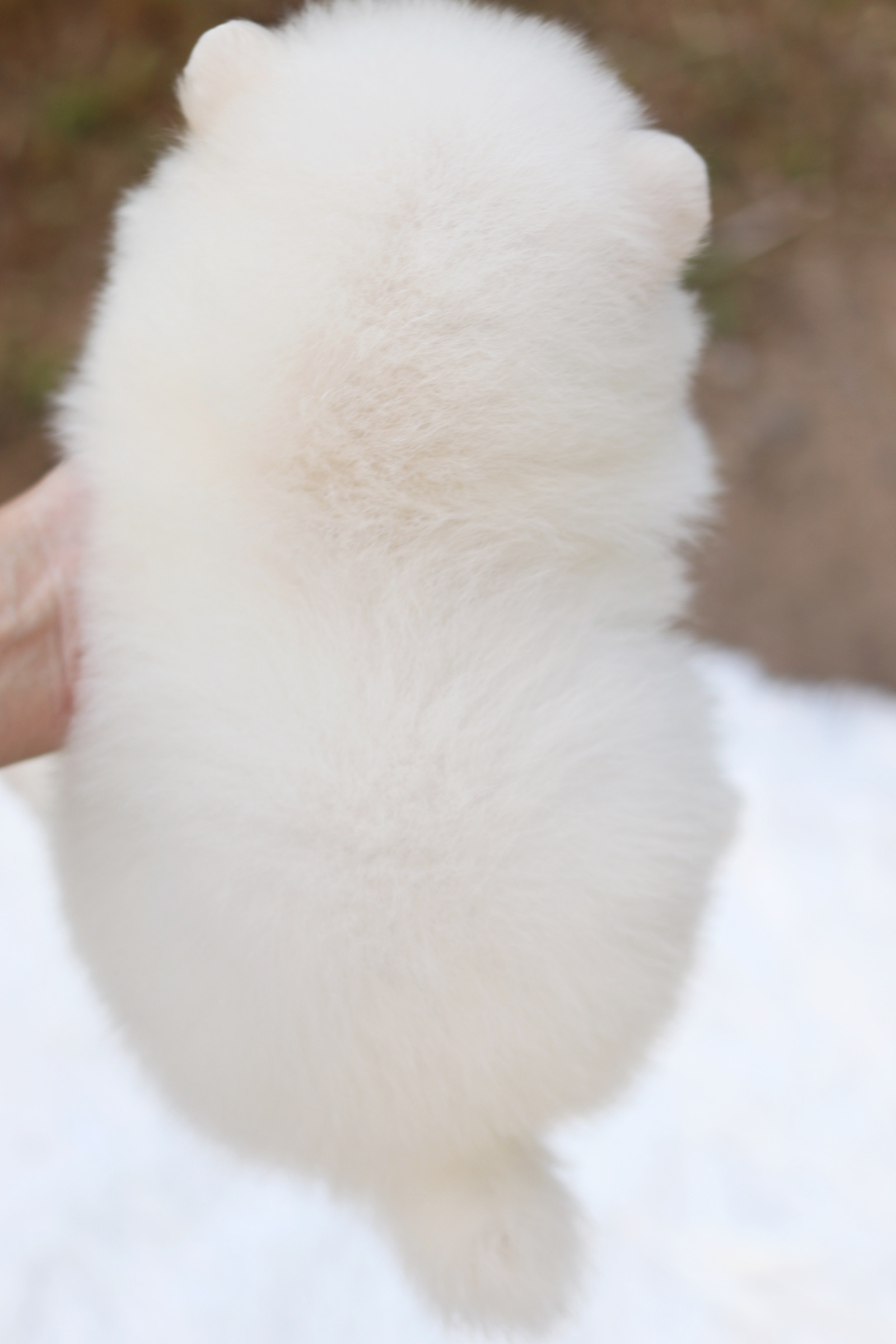 ปอมเมอเรเนียน เพศเมียขาวครีม